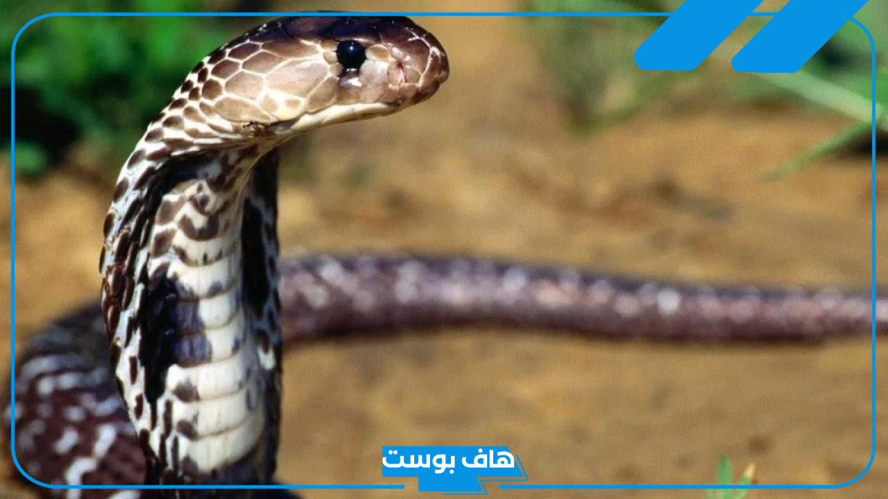 تفسير حلم ثعبان كبير في المنام والخوف منه للمتزوجة لابن سيرين