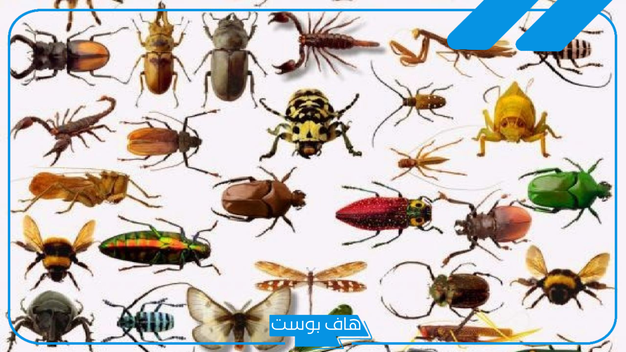 تفسير حلم الحشرات في المنام ورمزها لابن سيرين والنابلسي
