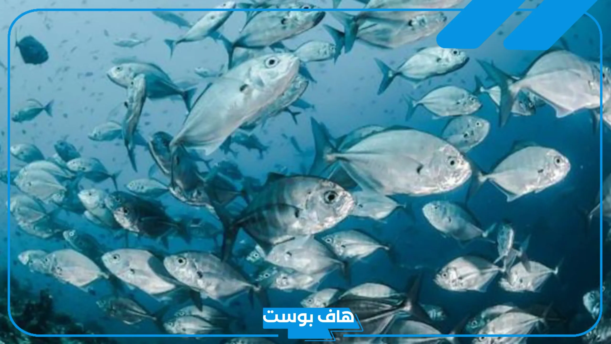 تفسير حلم السمك الحي خارج الماء في المنام لابن سيرين