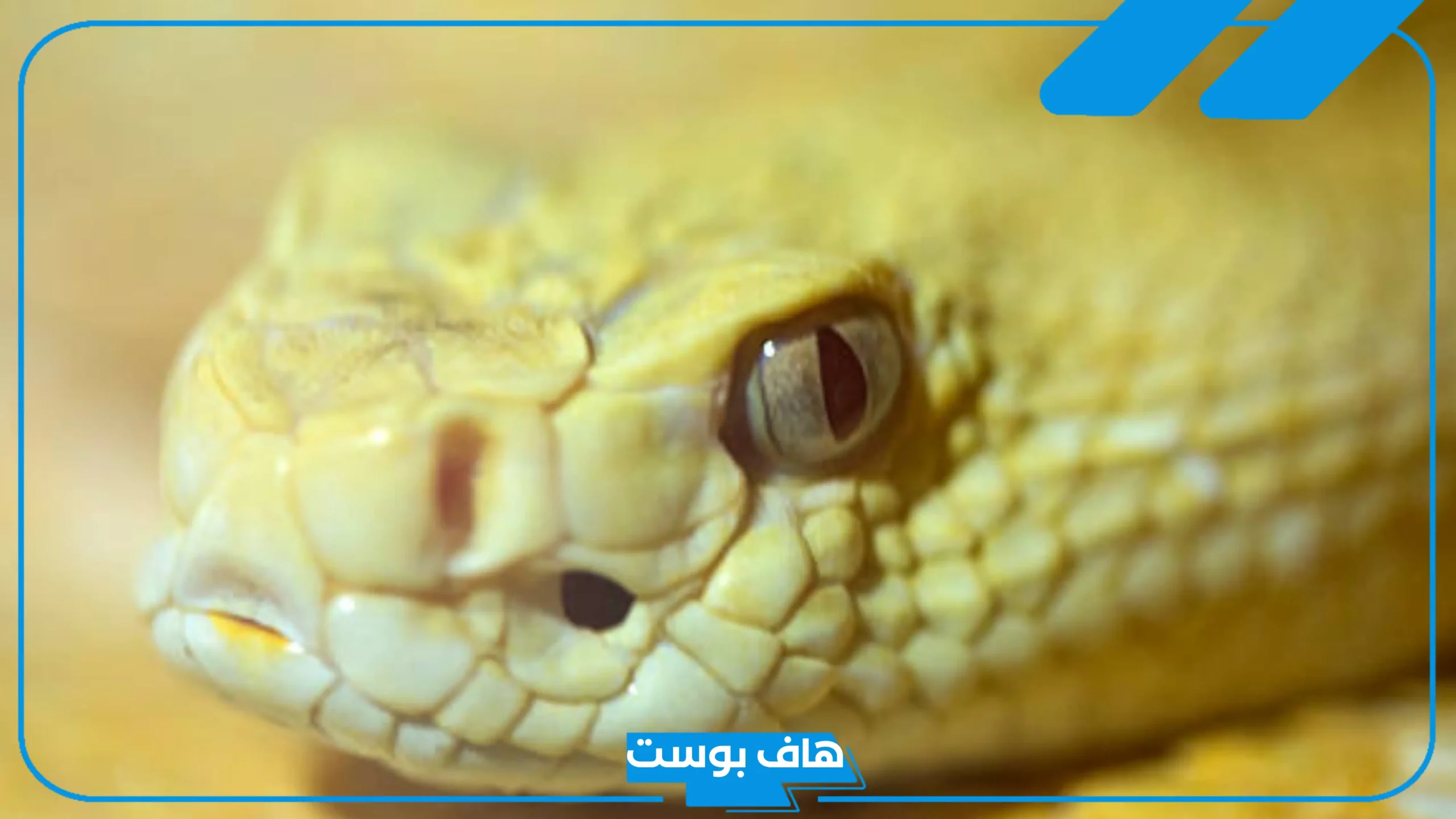 تفسير حلم الثعبان الاصفر في المنام لابن سيرين والنابلسي والإمام الصادق