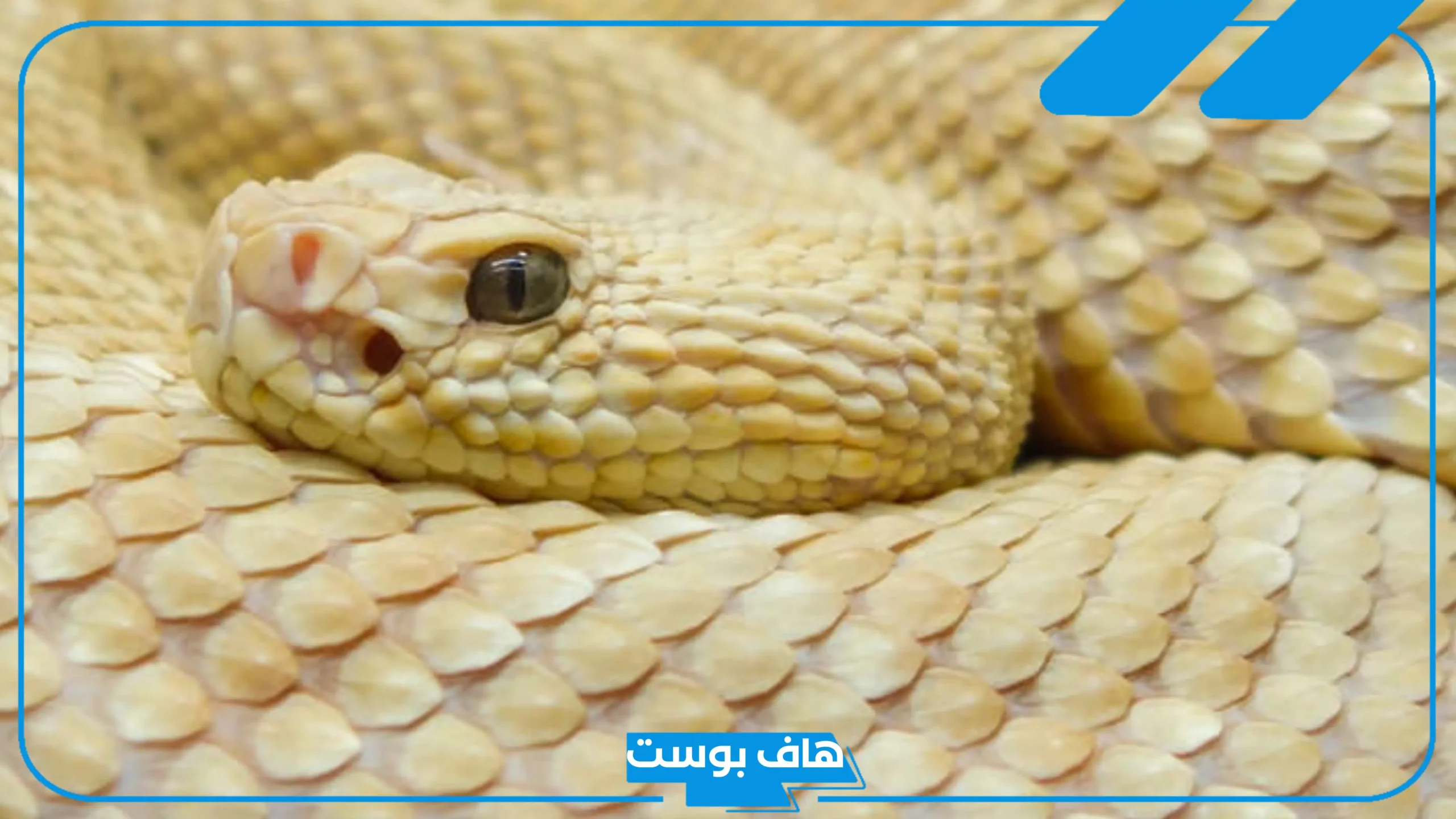 تفسير حلم الثعبان الاصفر في المنام لابن سيرين والنابلسي والإمام الصادق
