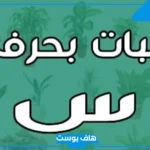 اسم نبات بحرف السين، نبات يبدأ بحرف س