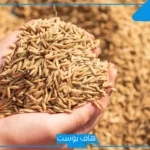 فوائد هامة للجسم.. كنز ذهبي في مطبخك يحافظ على صحتك وصحة أولادك