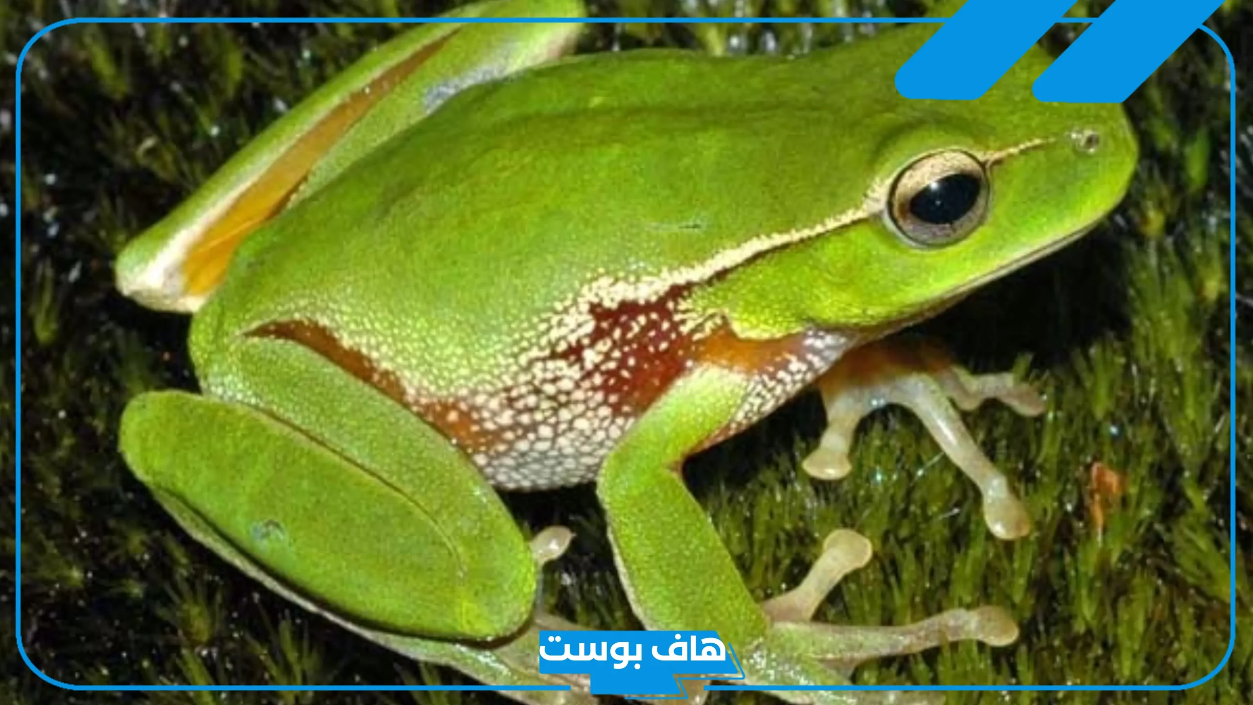 تفسير حلم الضفدع في البيت للمرأة لابن سيرين