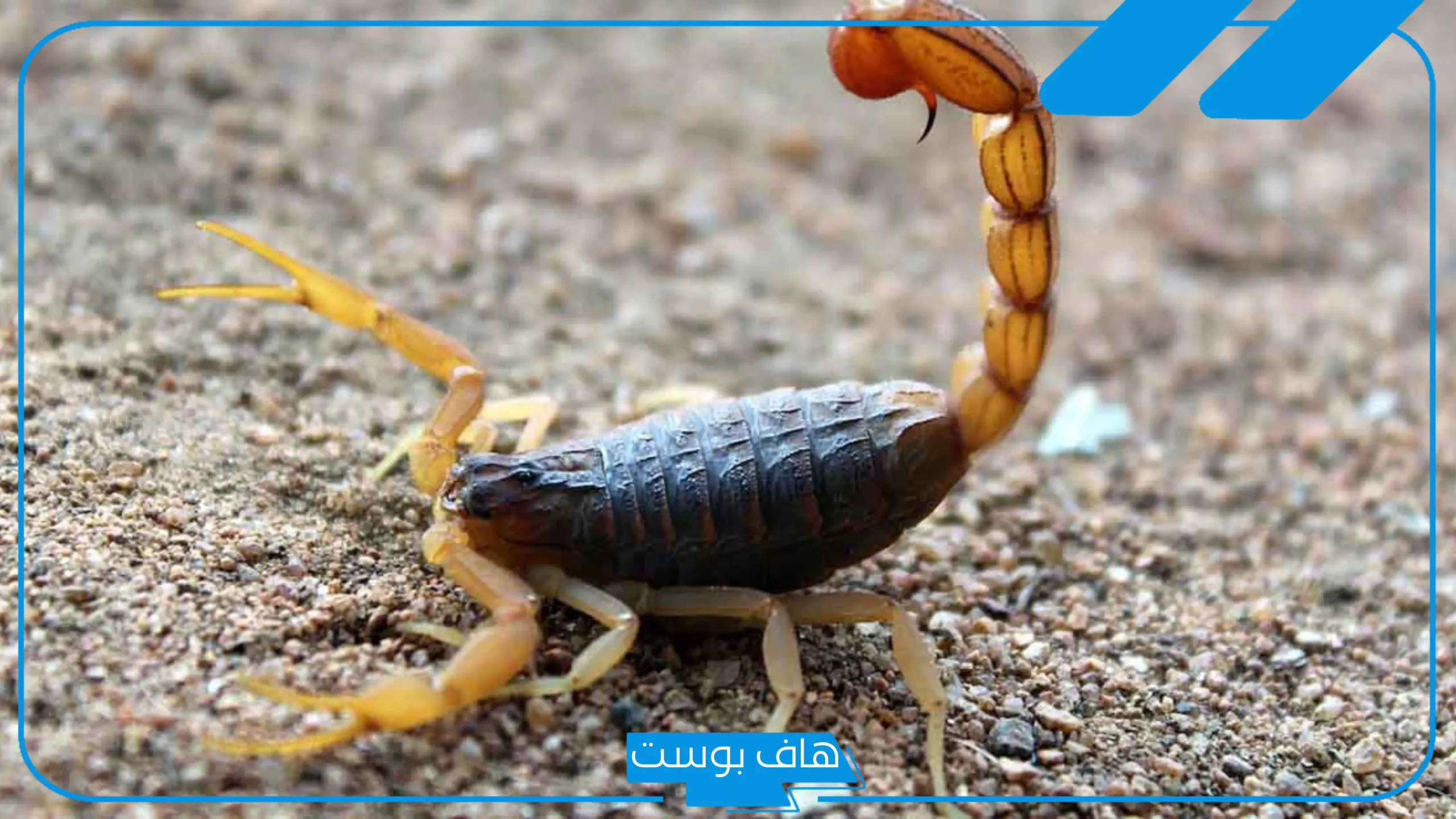تفسير حلم العقرب الصفراء وقتلها في المنام للعزباء والمتزوجة لابن سيرين