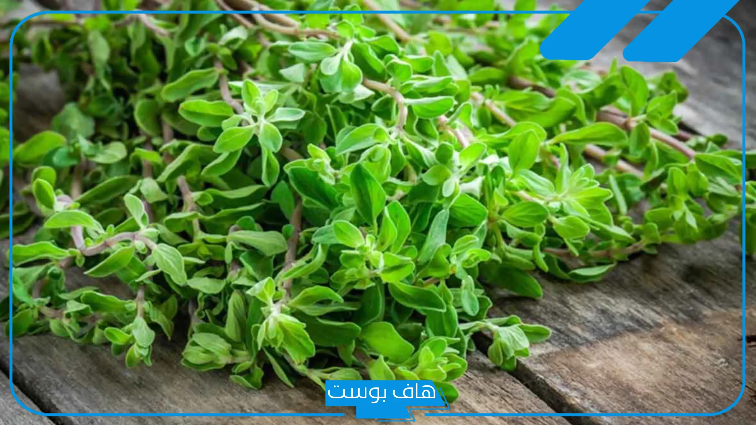 تجربتي مع البردقوش للحمل بتوأم والنتيجة