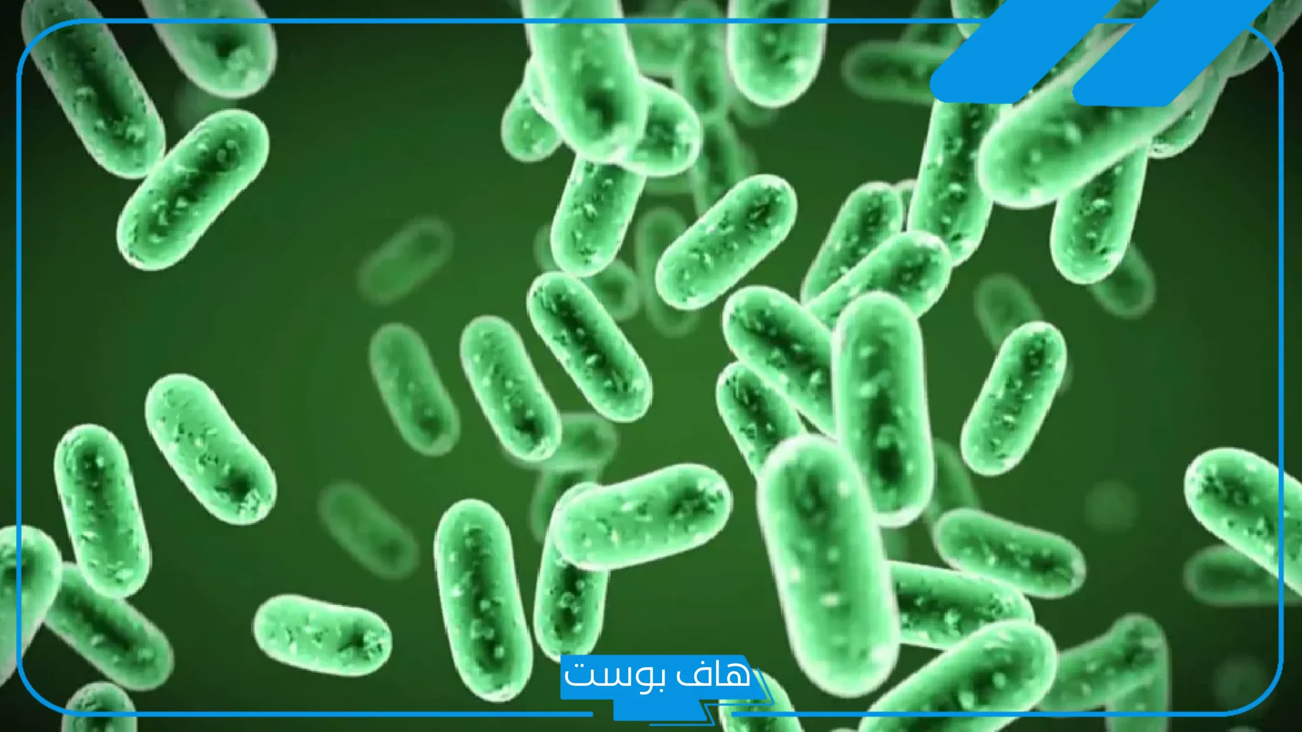 تجربتي مع البكتيريا النافعة وخسارة الوزن الزائد