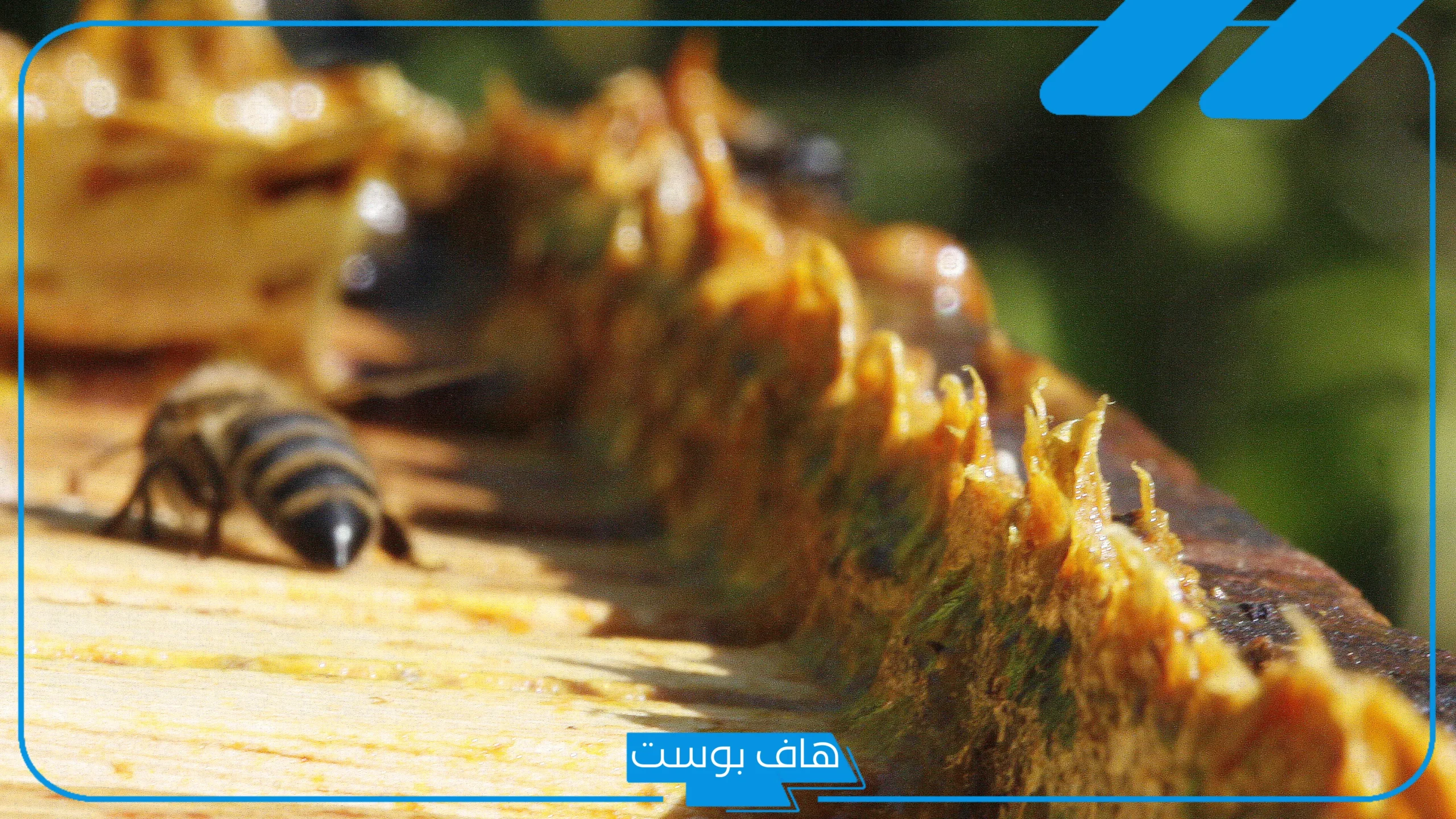تجربتي مع العكبر وأهم فوائدها للبشرة والشعر
