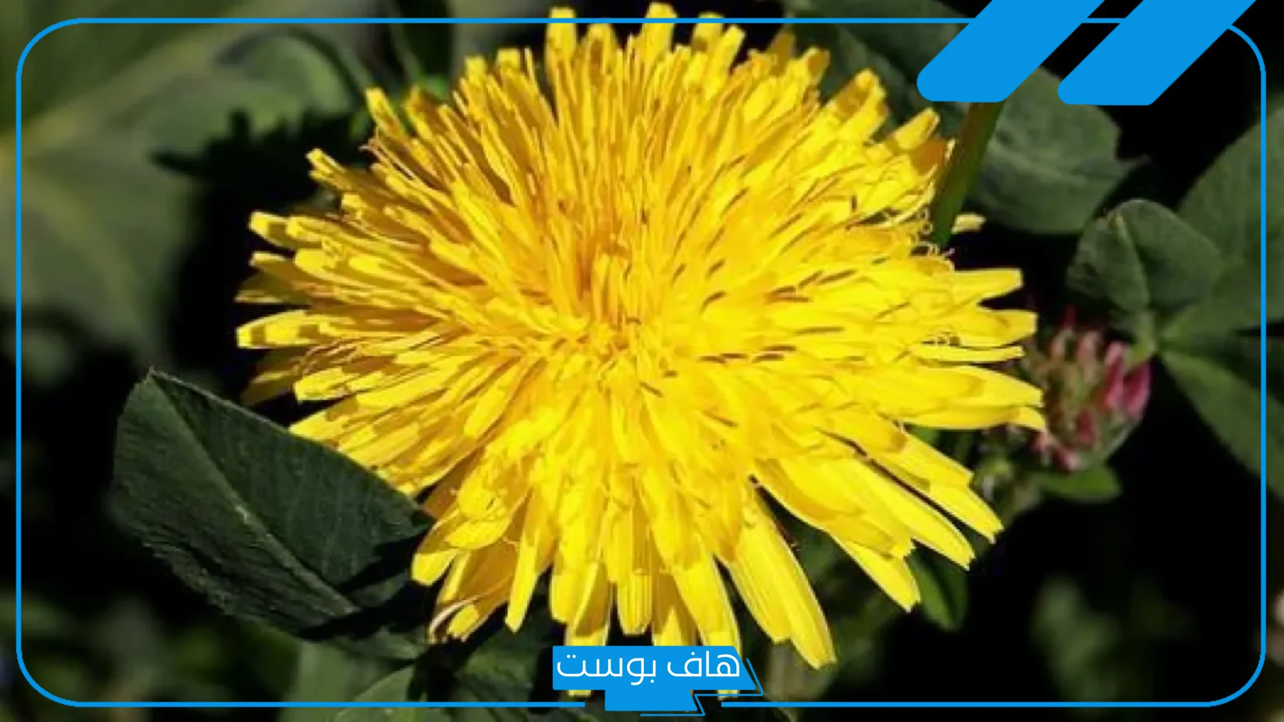 تجربتي مع الهندباء البرية للتخلص من الوزن الزائد