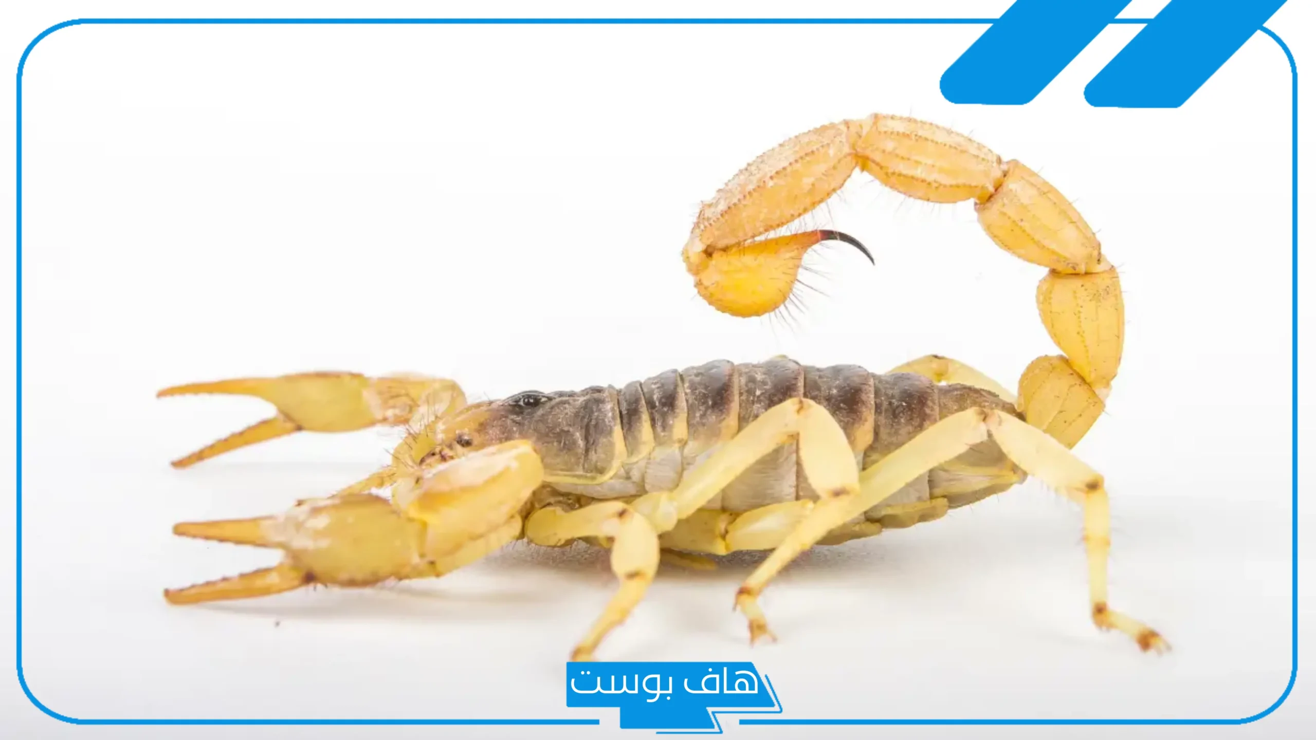تفسير حلم العقرب الصفراء وقتلها في المنام للعزباء والمتزوجة لابن سيرين