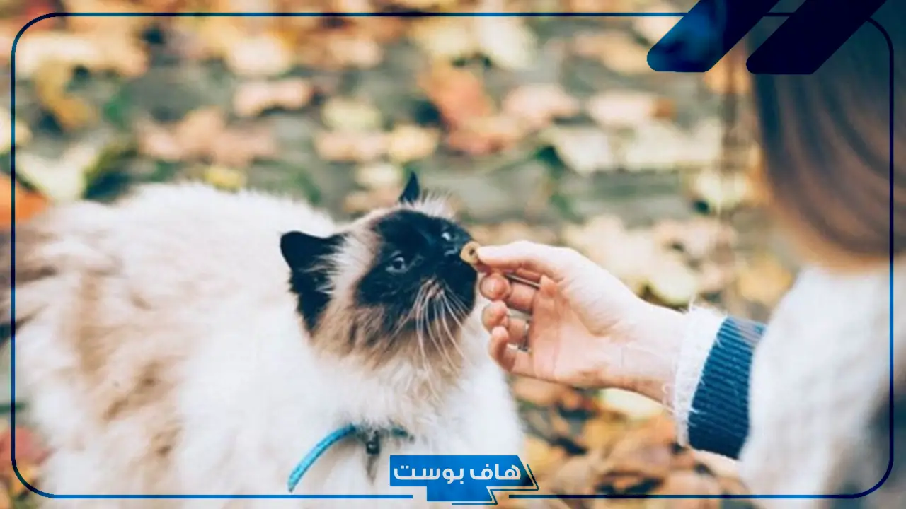تفسير حلم القطط في المنام للمرأة الحامل والعزباء والمطلقة لابن سيرين