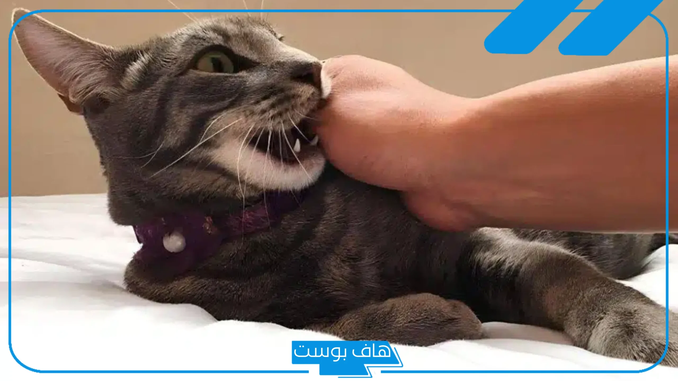 تفسير حلم قطة تهاجمني وتعضني في المنام للمرأة الحامل والمتزوجة للعزباء