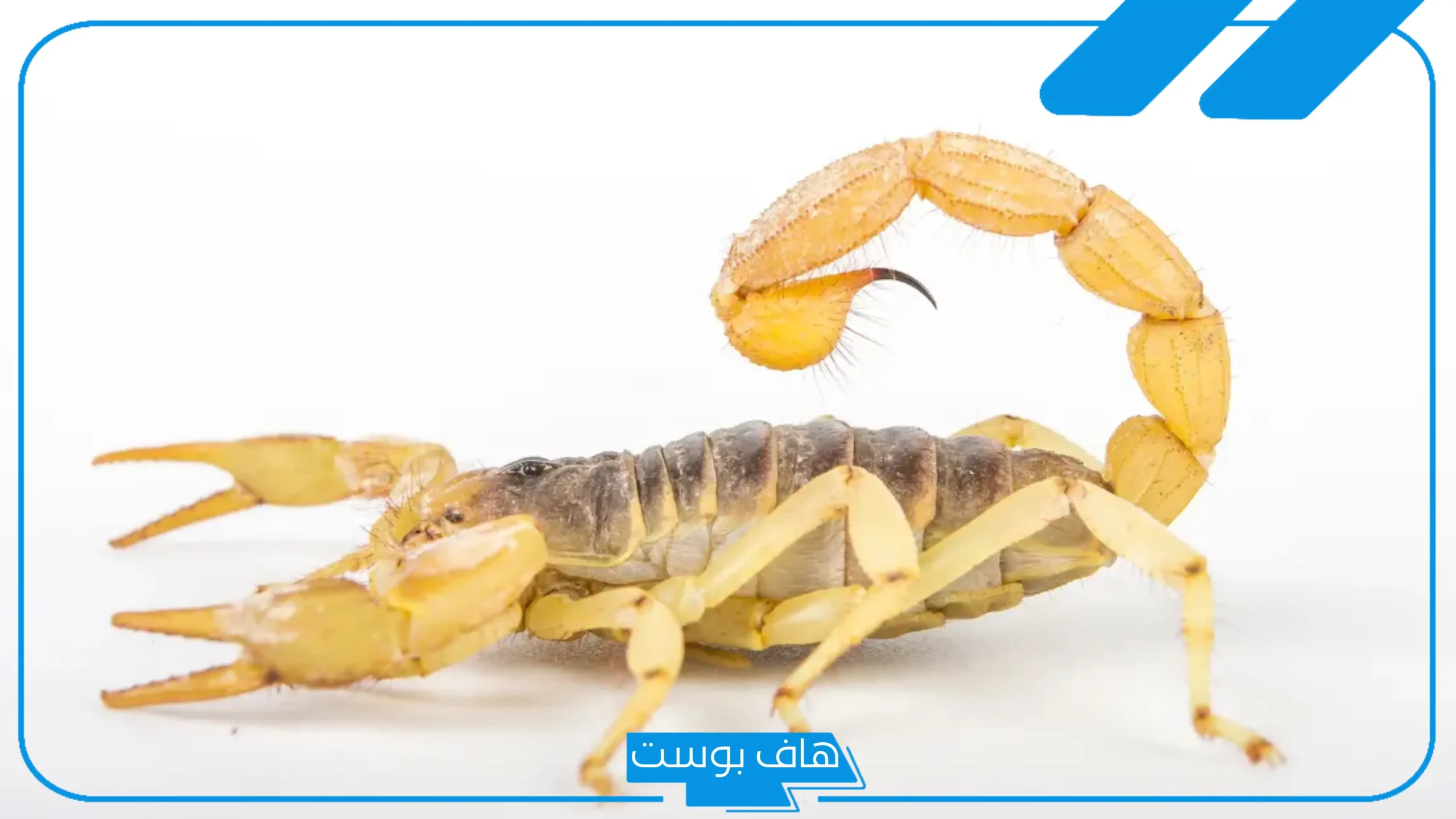 تفسير حلم لدغ العقرب في اليد اليسرى واليمنى لابن سيرين والنابلسي