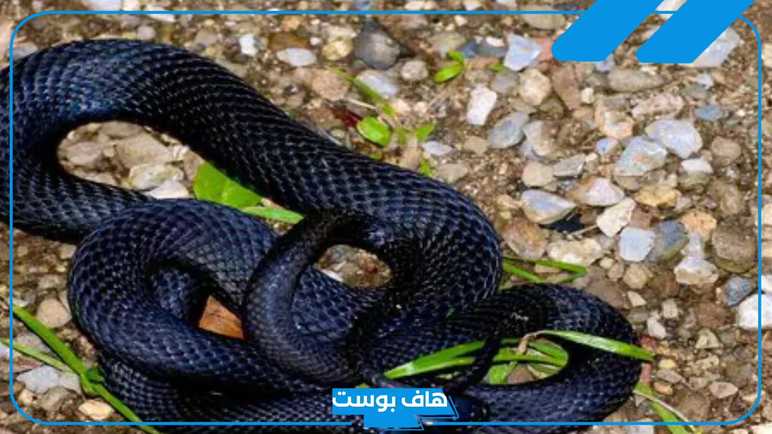 تفسير حلم الثعبان الاسود في المنام لابن سيرين والنابلسي