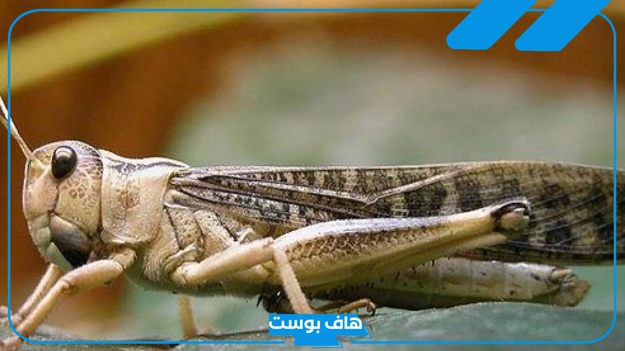 تفسير حلم الجراد في المنام لابن سيرين والنابلسي والإمام الصادق