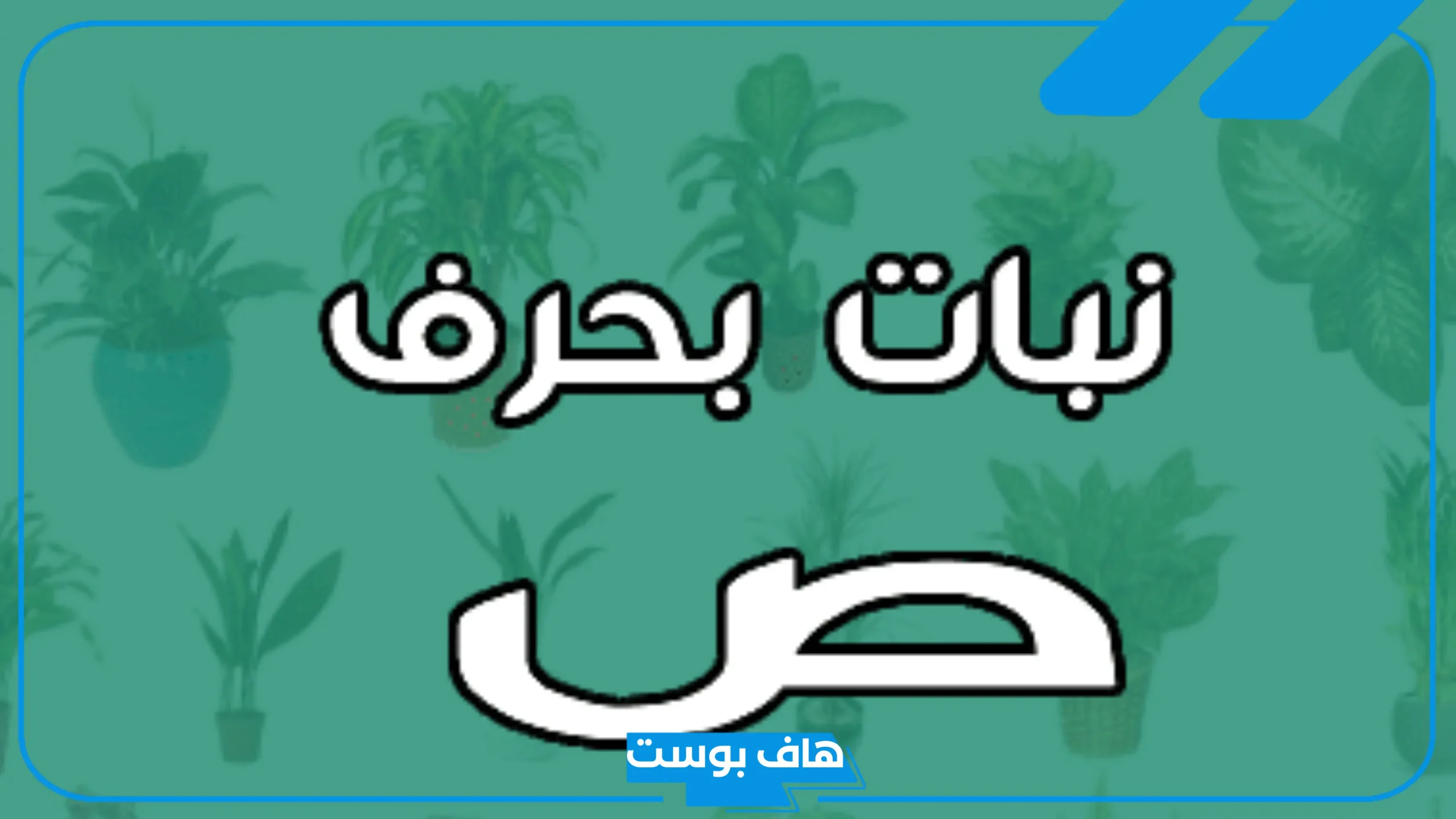أسماء نبات بحرف الصاد ص معروف، نبات يبدأ بحرف ص من أربع حروف