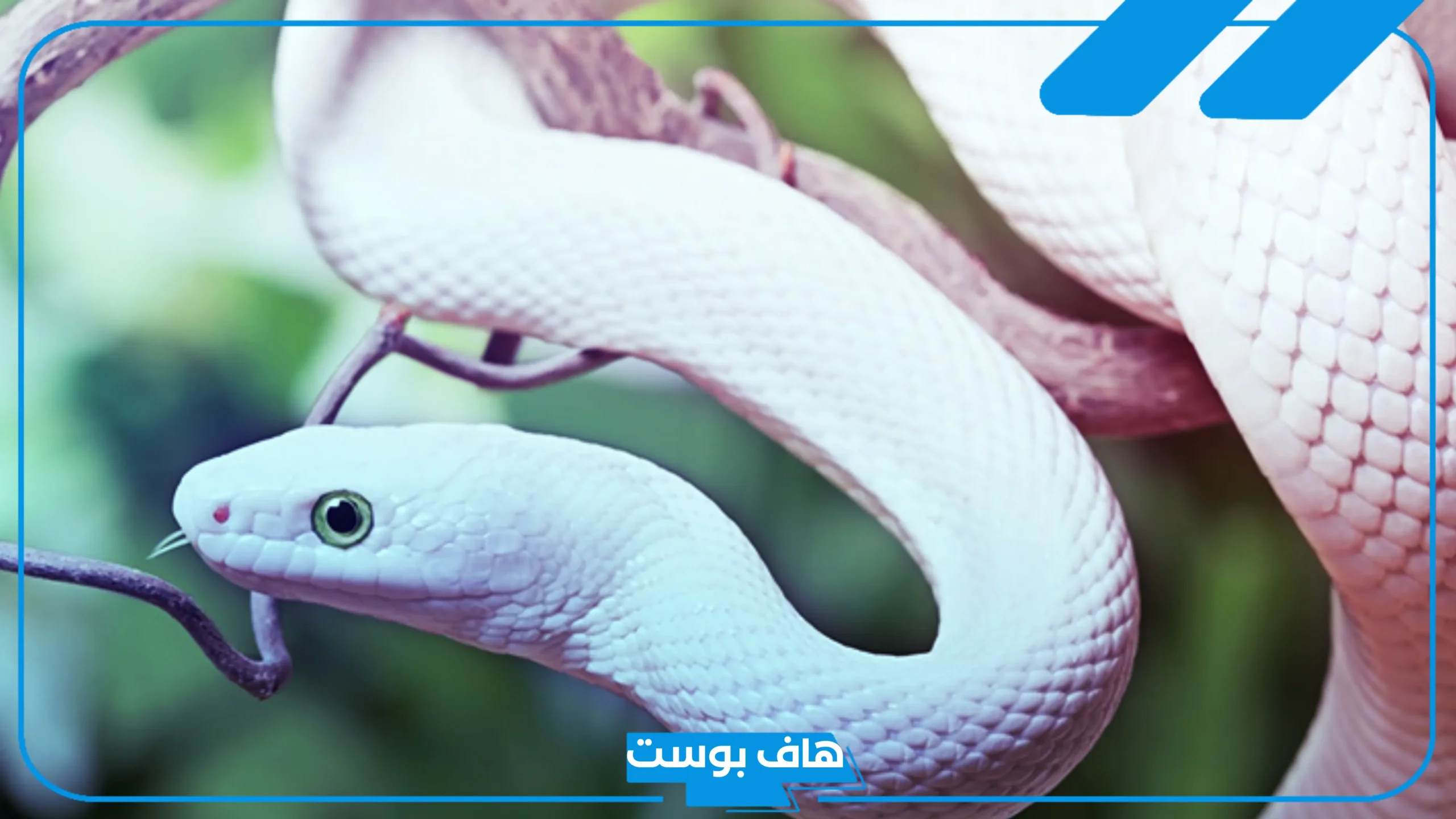 تفسير حلم الثعبان الابيض في المنام ورمزه للنابلسي وابن سيرين
