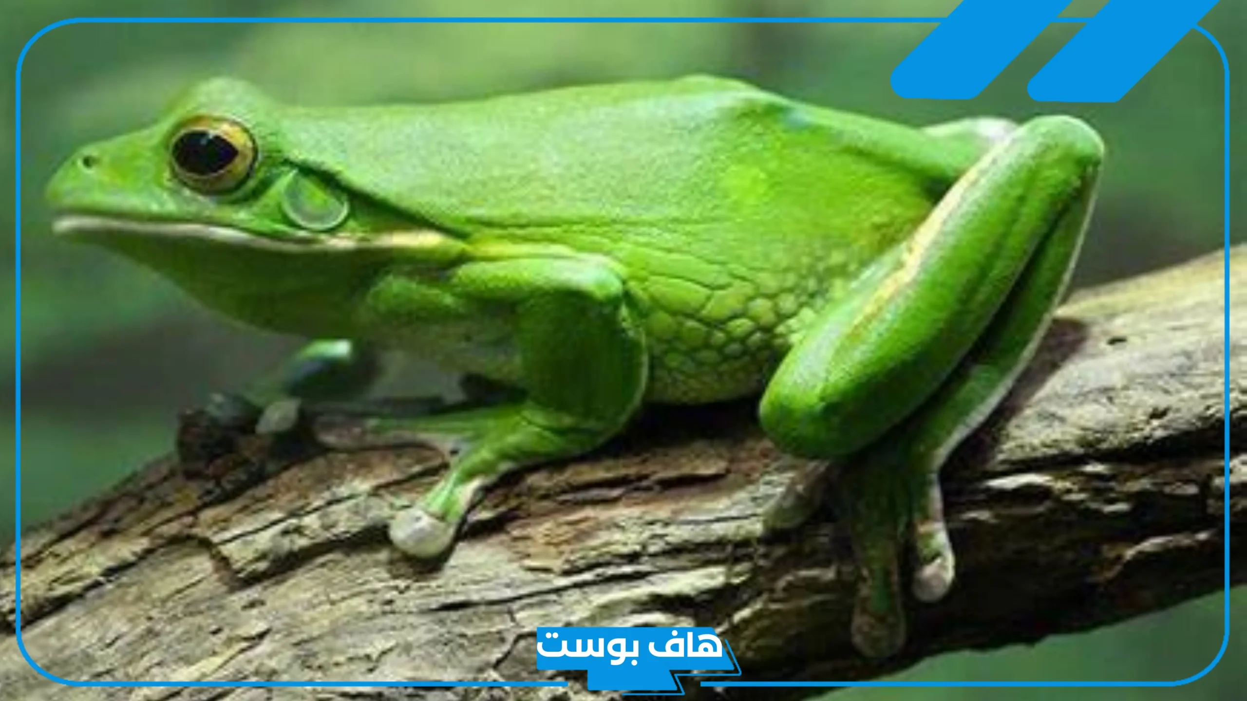 تفسير حلم الضفدع في البيت للمرأة لابن سيرين