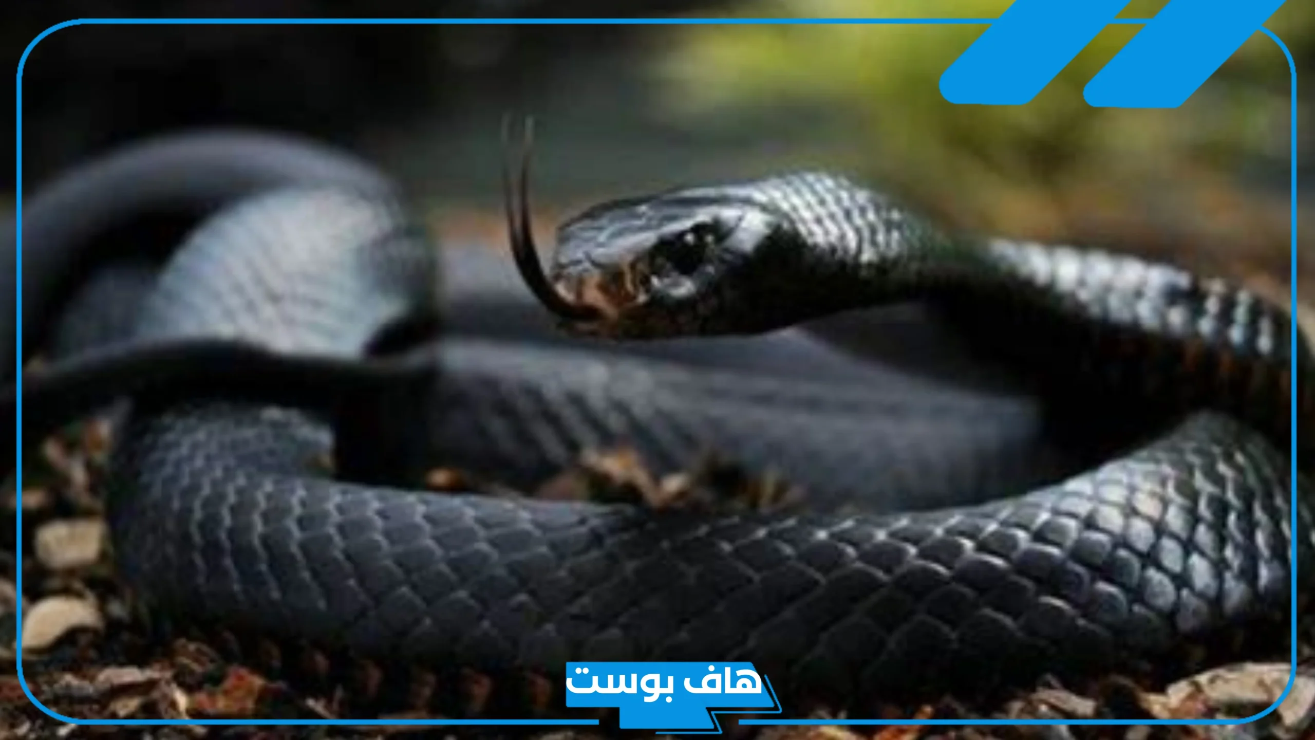 تفسير حلم الثعبان الاسود في المنام لابن سيرين والنابلسي