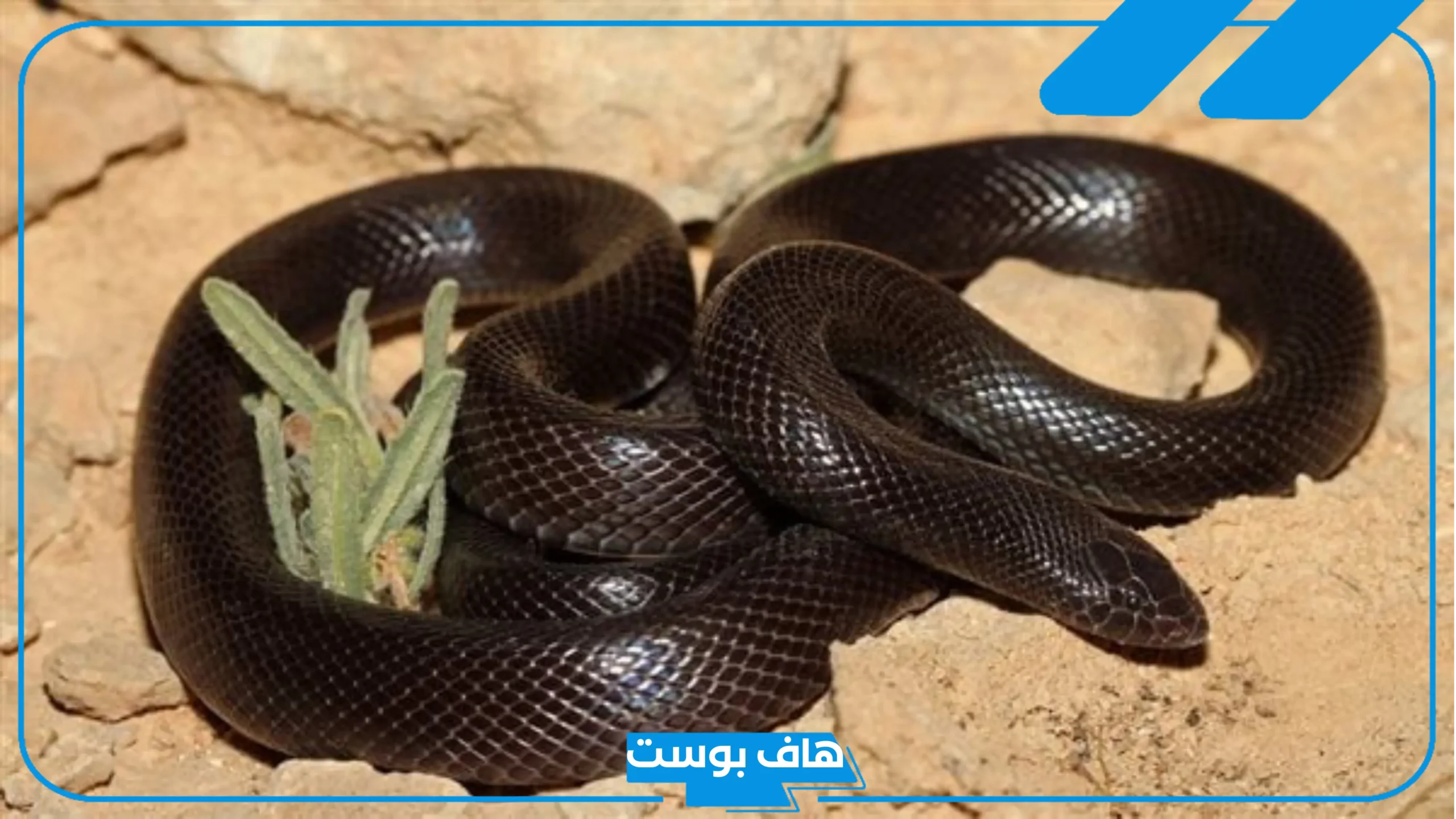 تفسير حلم ثعبان اسود في المنام ورمز رؤيته لابن سيرين