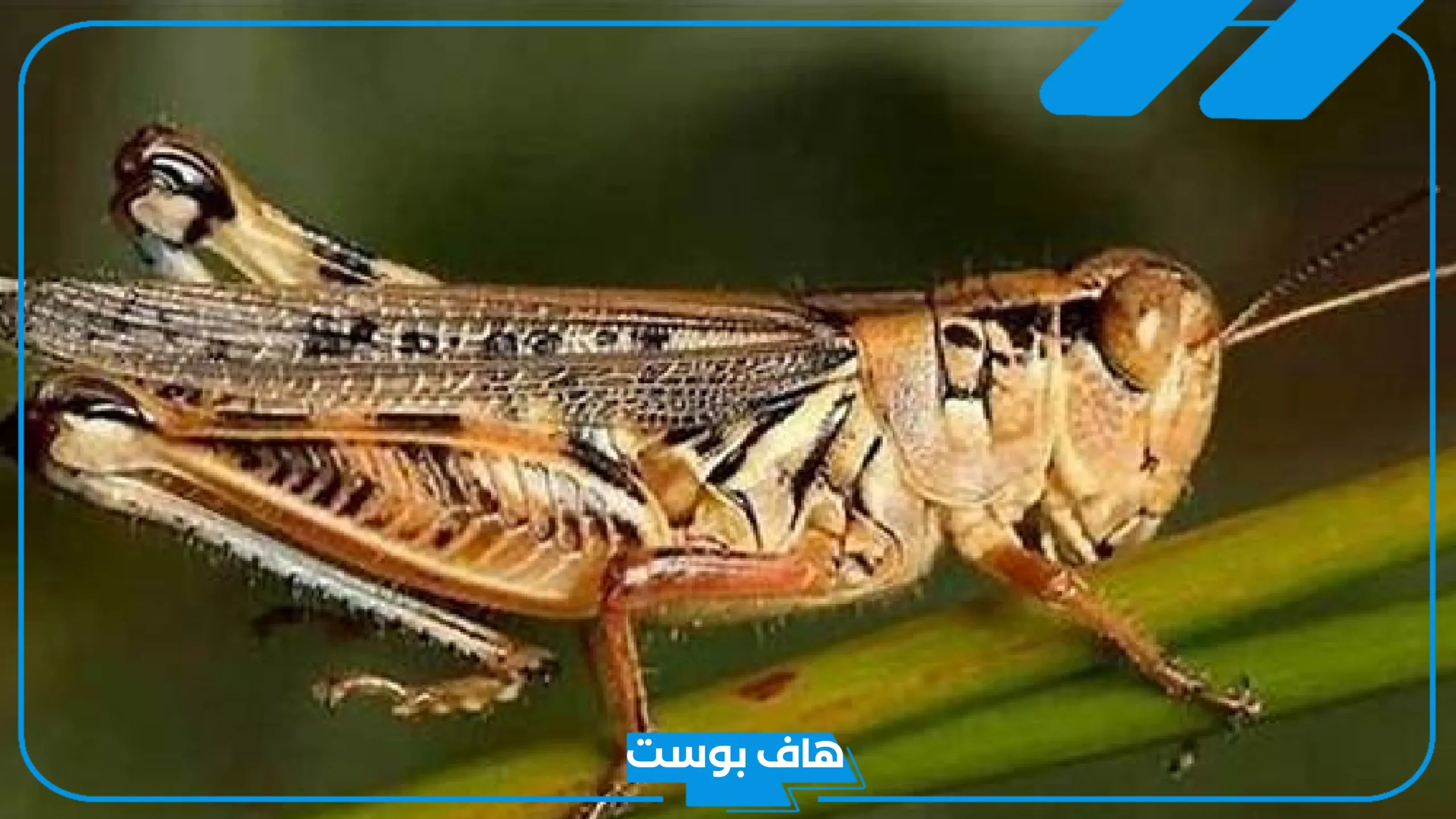 تفسير حلم الجراد في المنام لابن سيرين والنابلسي والإمام الصادق