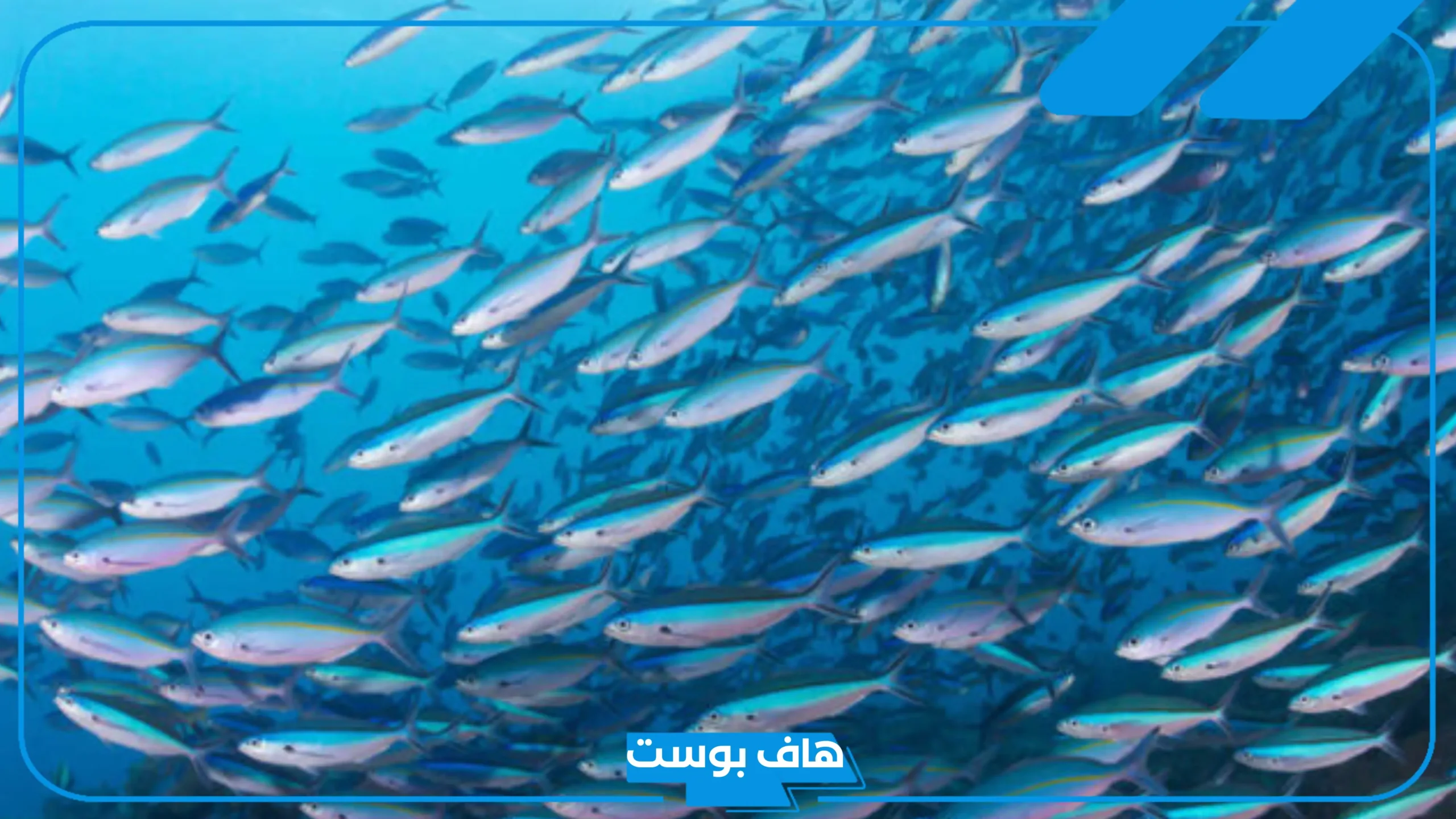 تفسير حلم السمك الحي خارج الماء في المنام لابن سيرين