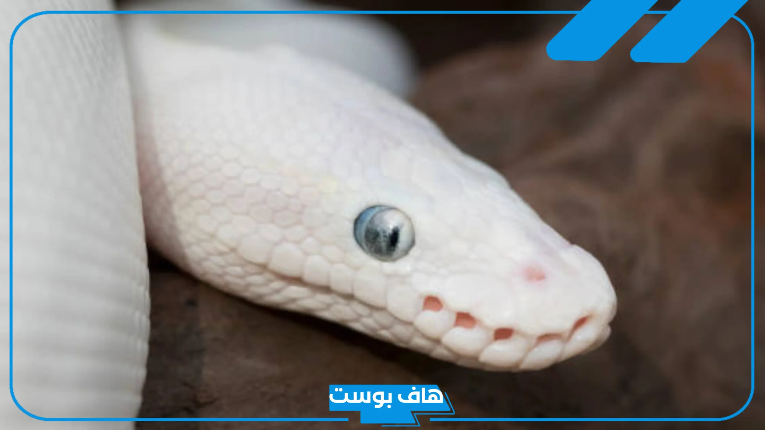 تفسير حلم الثعبان الابيض في المنام ورمزه للنابلسي وابن سيرين
