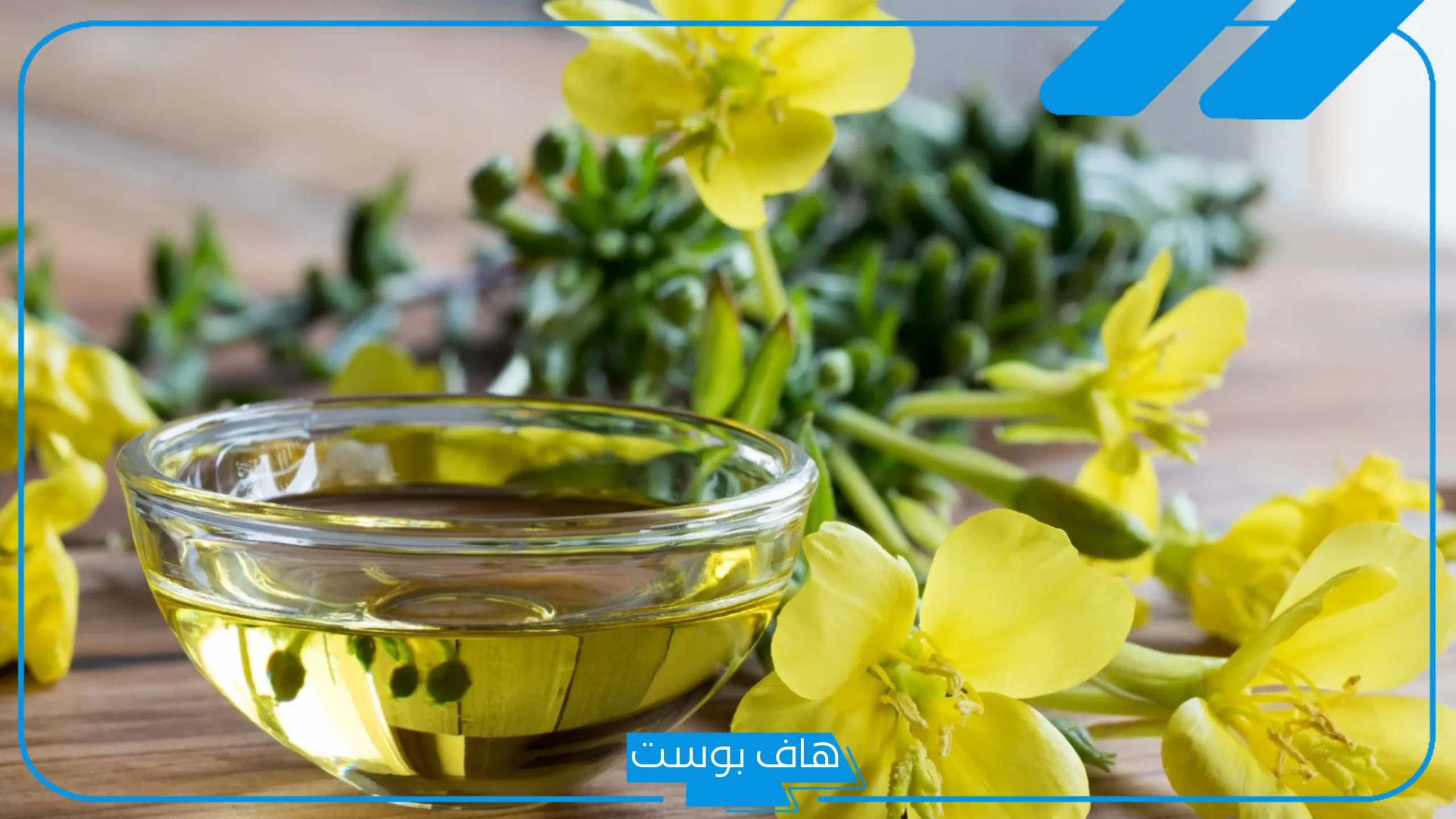 تجربتي مع زهرة الربيع المسائية بالفوائد وكيفية الحصول عليها