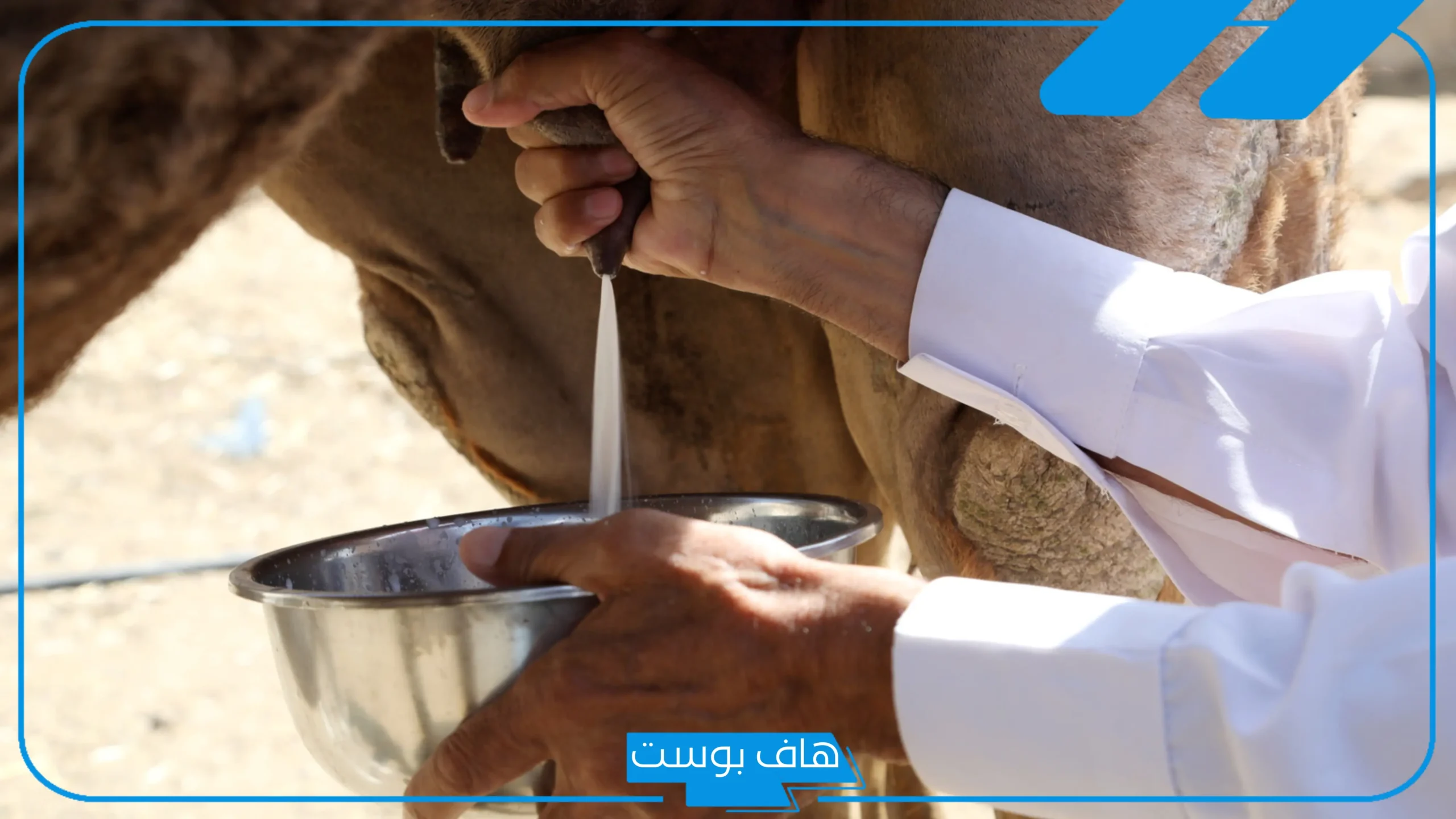 تجربتي مع حليب الابل وأهم الفوائد للدماغ والأطفال
