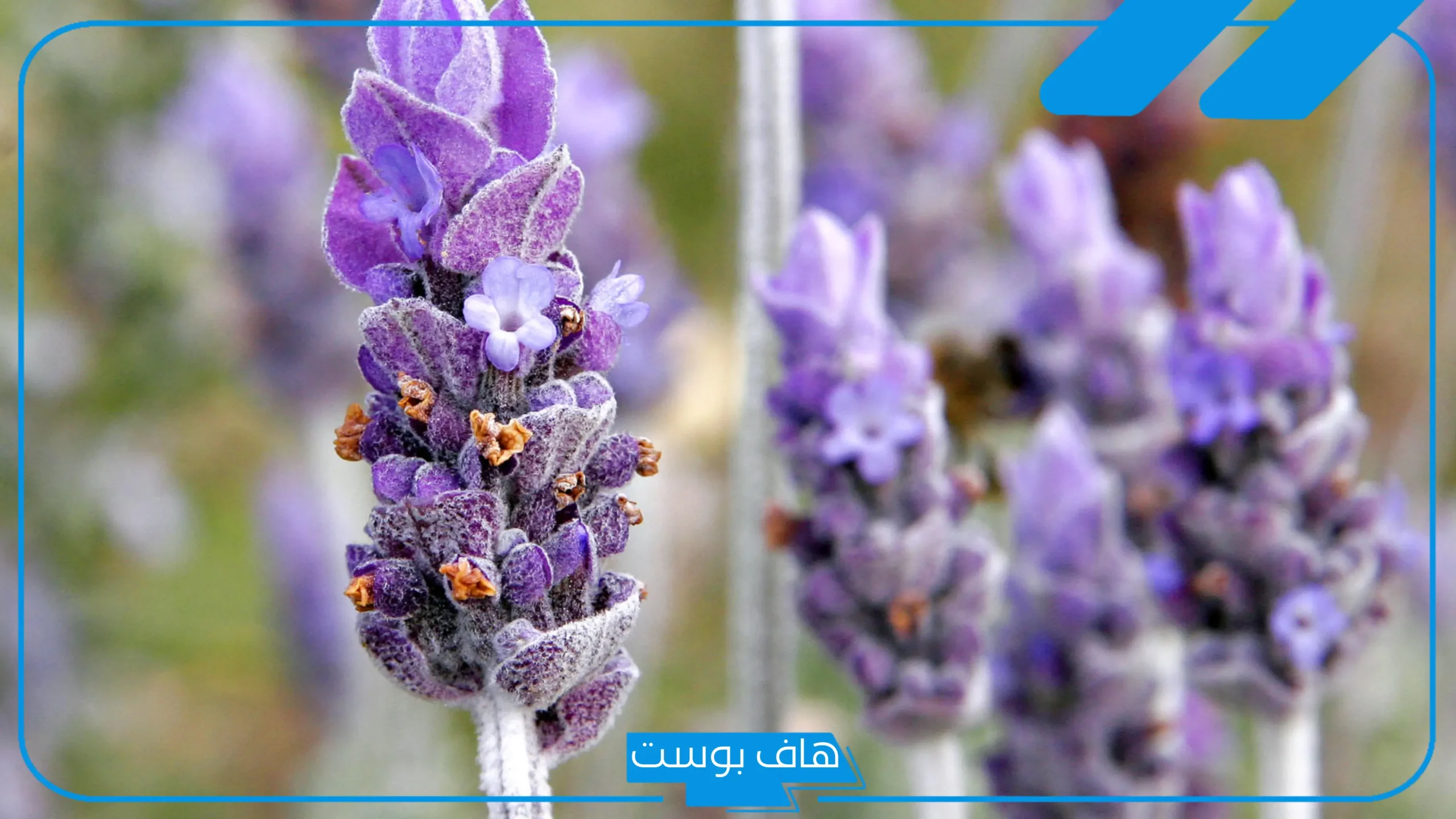 تجربتي مع الخزامى للمنطقة الحساسة للتعطير بالفوائد