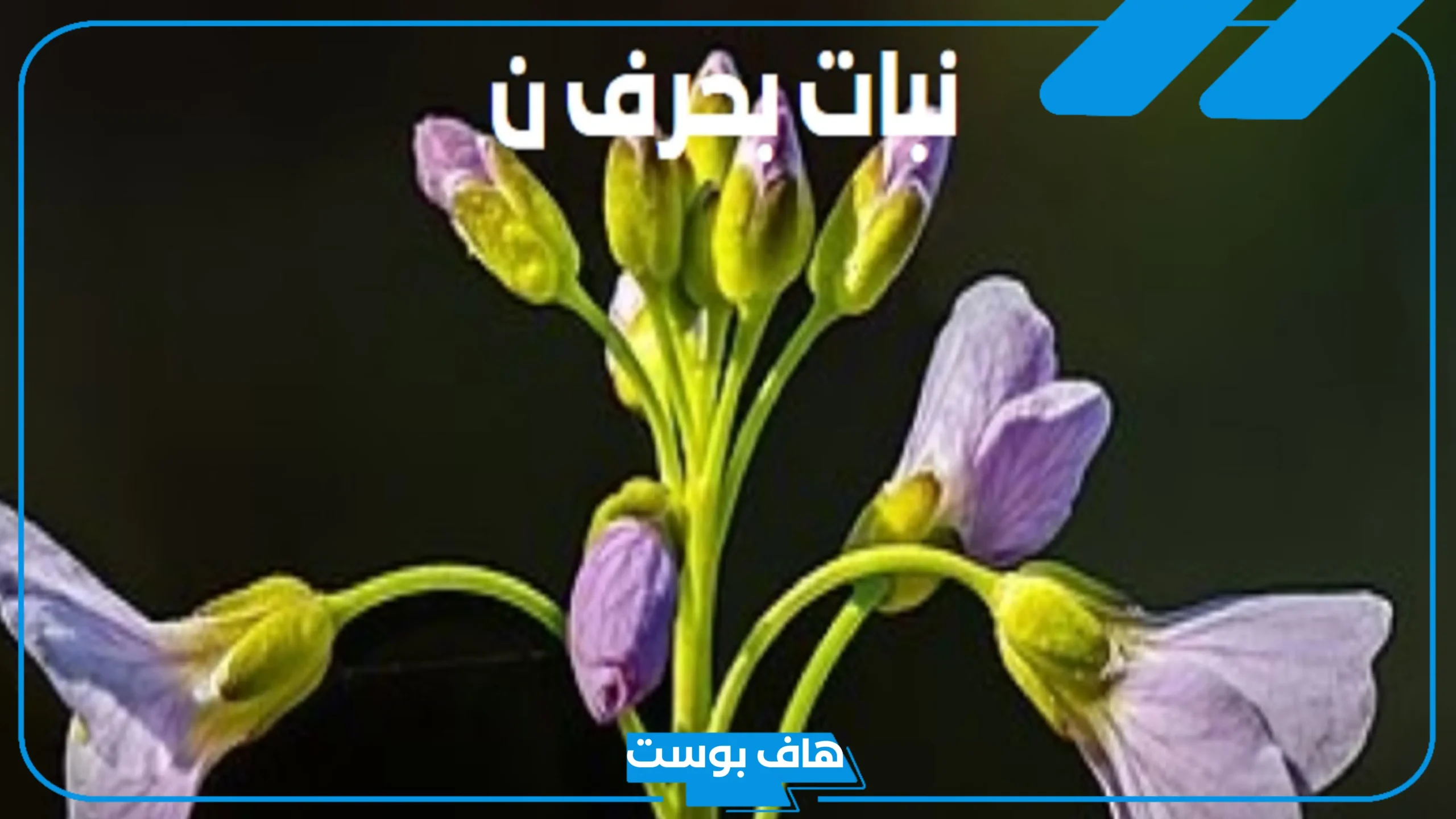 اسم نبات بحرف ن مشهور، نباتات معروفة بحرف النون من 3 حروف