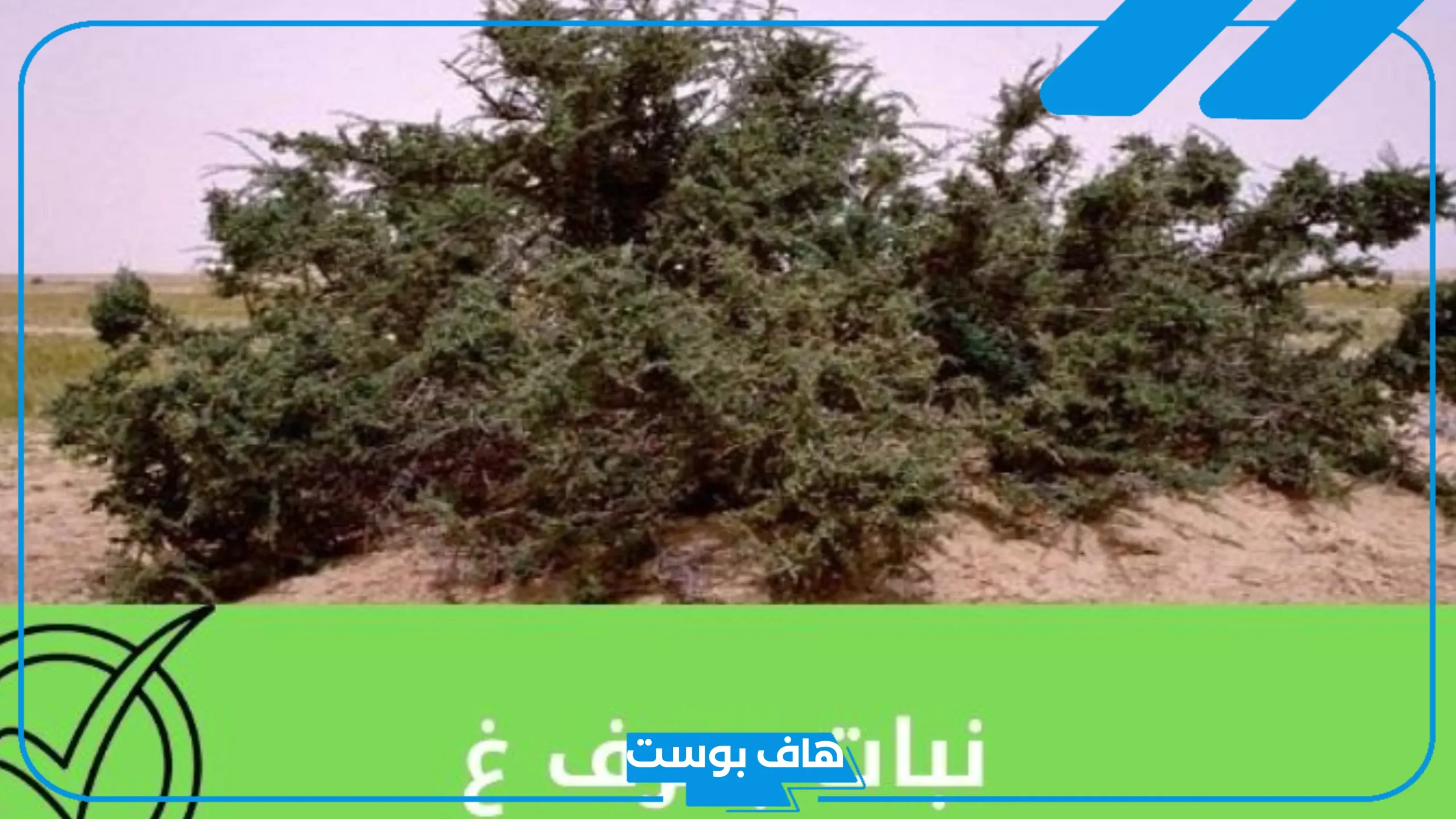 اسم نبات بحرف الغين معروف، نباتات تبدأ بحرف غ