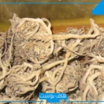 تجربتي مع عشبة المدينة لتنظيف الرحم كاملة جابر القحطاني