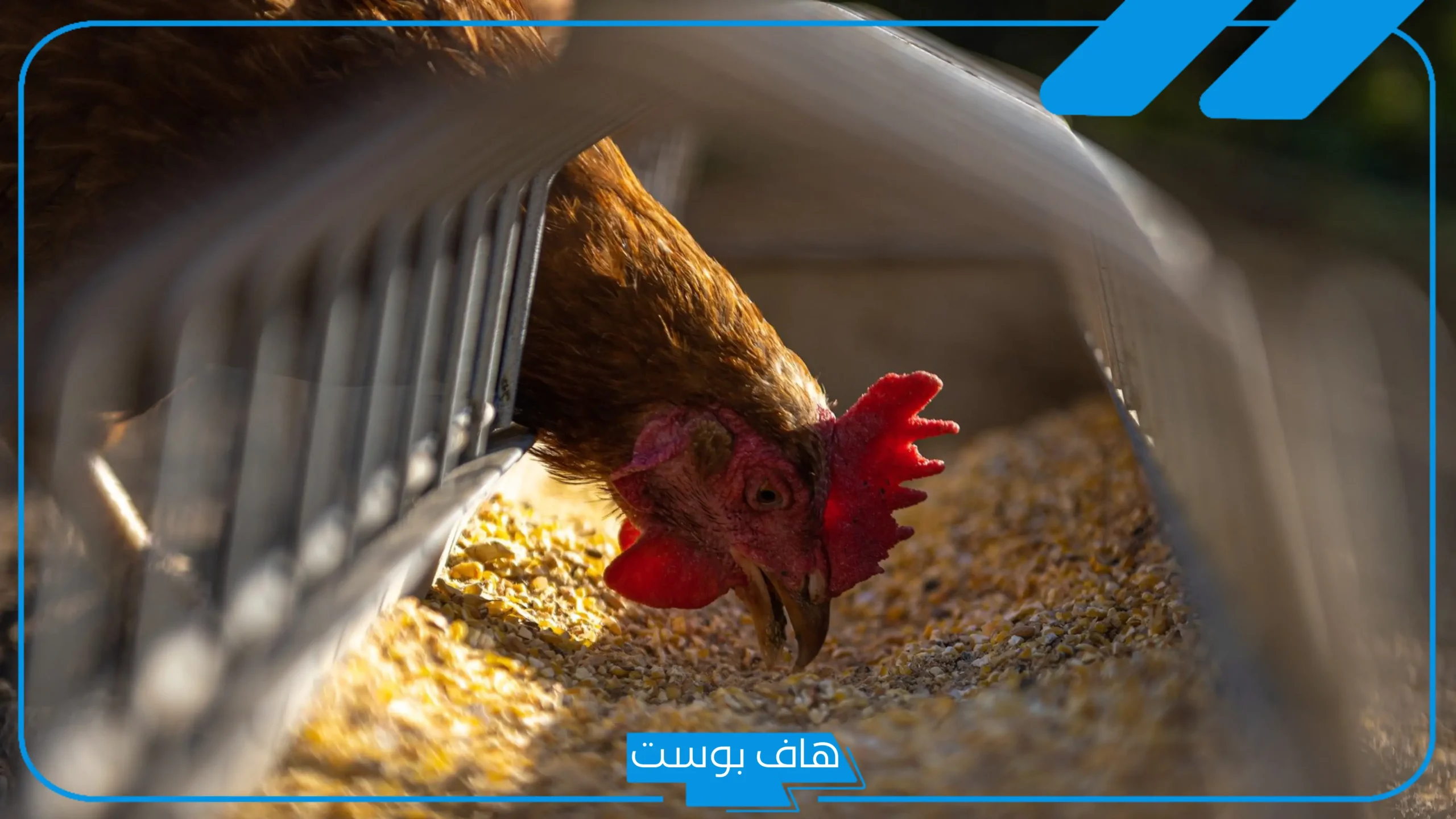 تجربتي في مشروع الدواجن كاملة، أرباح مشروع الدواجن