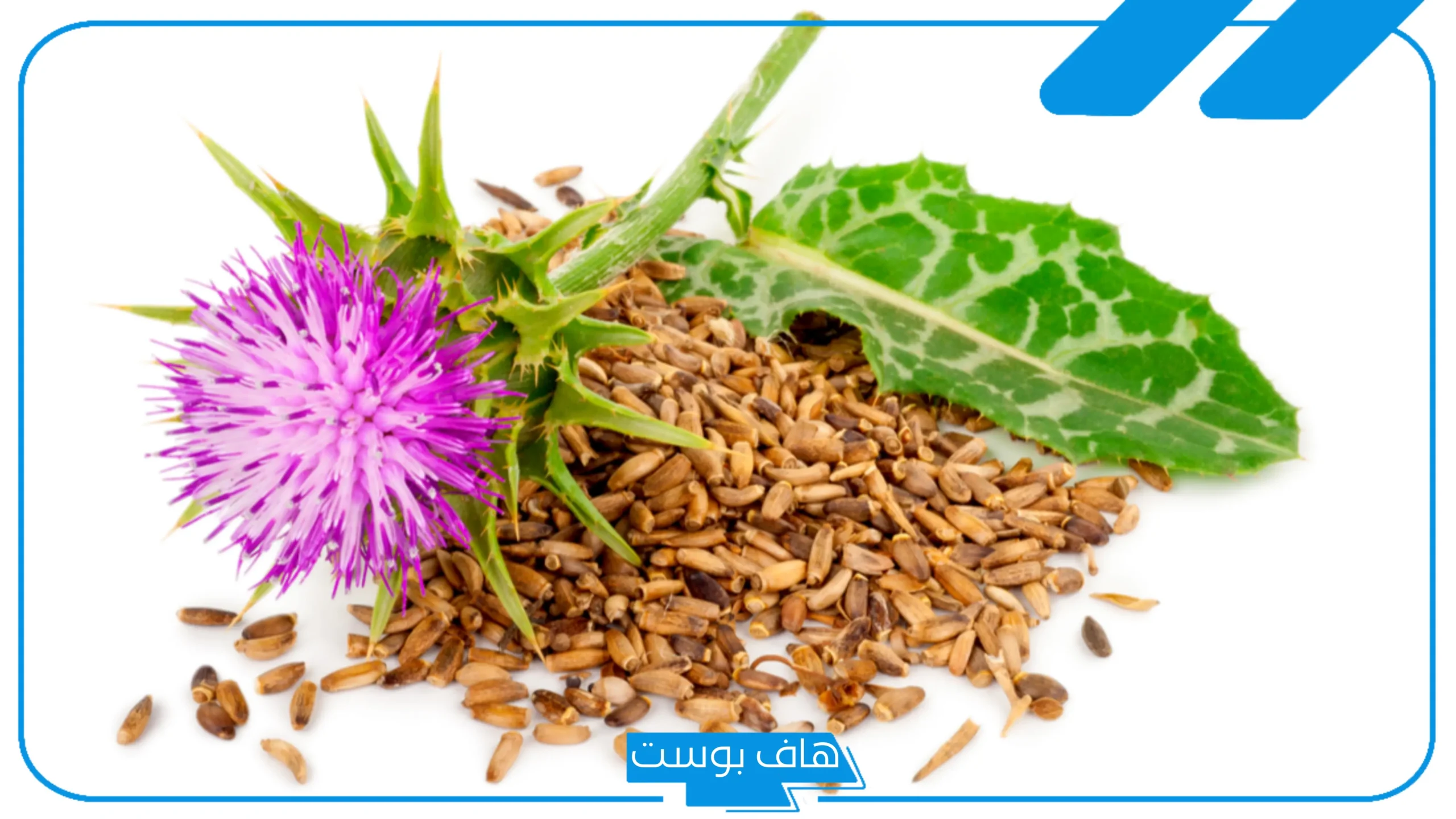 تجربتي مع حليب الشوك كاملة بالفوائد وطريقة الاستخدام