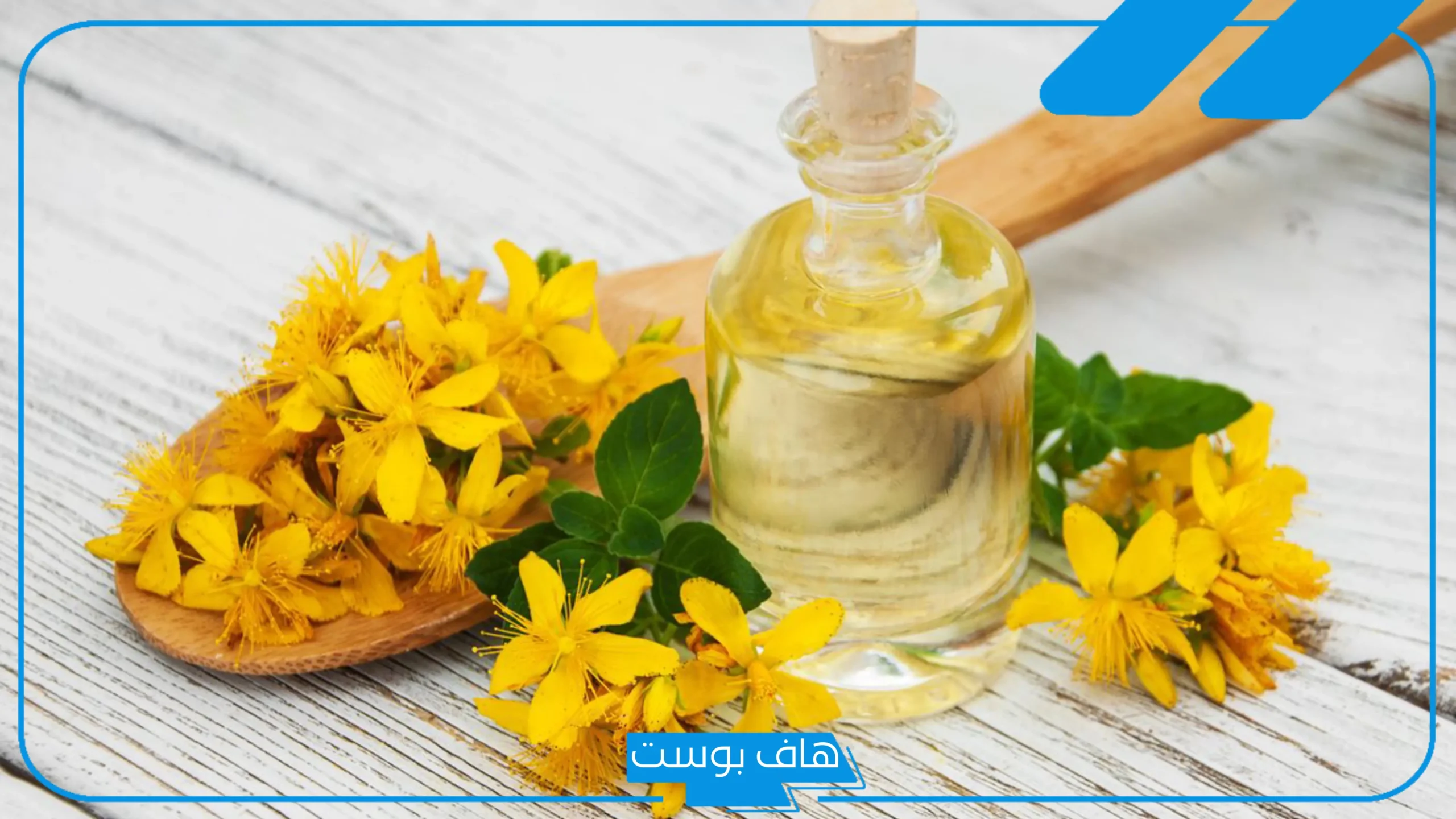 تجربتي مع عشبة القديسين بالأضرار والفوائد وطريقة الاستعمال