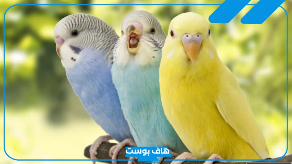اجمل اسماء الطيور كيوت جميلة ذكر وإناث حب 2025