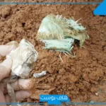 تفسير حلم فك السحر في المنام واكتشافه للمرأة المتزوجة والعزباء داخل البيت لكبار العلماء