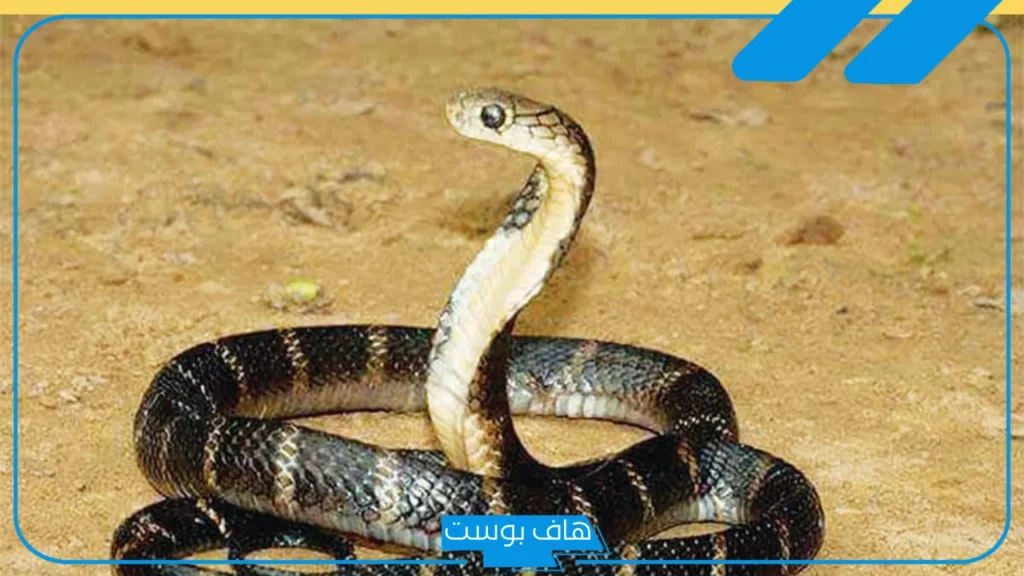 تفسير حلم الثعبان الاسود في البيت ورمز رؤيته لكبار المفسرين