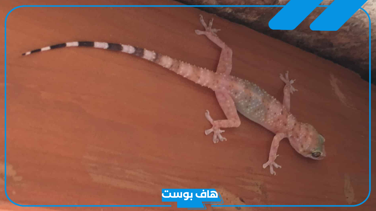تفسير حلم البرص في المنام للرجل والمرأة لابن سيرين في المنزل