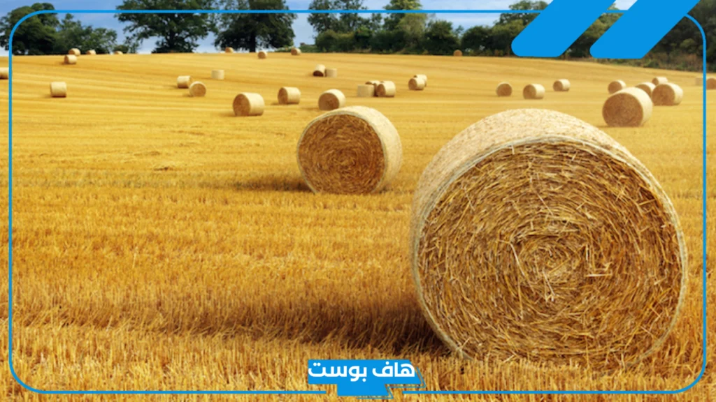 تفسير رؤية التبن في المنام للمرأة العزباء والمتزوجة والرجل لابن سيرين
