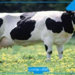 تفسير حلم رؤية البقر في المنام للمرأة والرجل لابن سيرين والنابلسي وابن شاهين