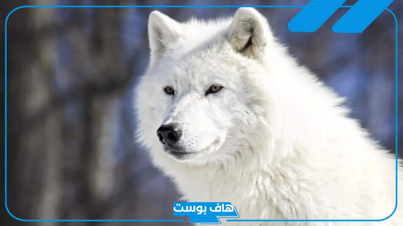 تفسير حلم الذئب يأكل إنسان وعلاقته بالمعصية في المنام للمرأة والرجل