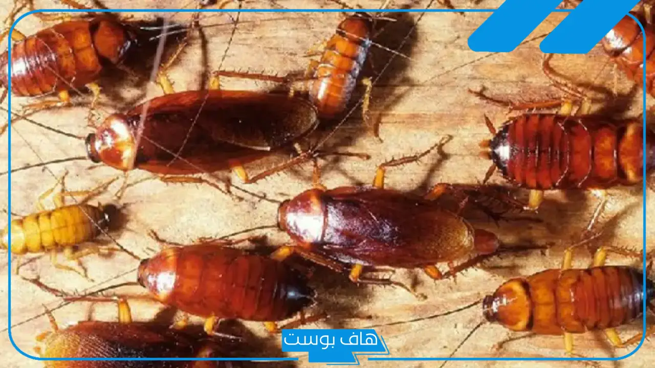 تفسير حلم الصراصير في المنام ورؤيتها للمرأة والرجل لابن سيرين