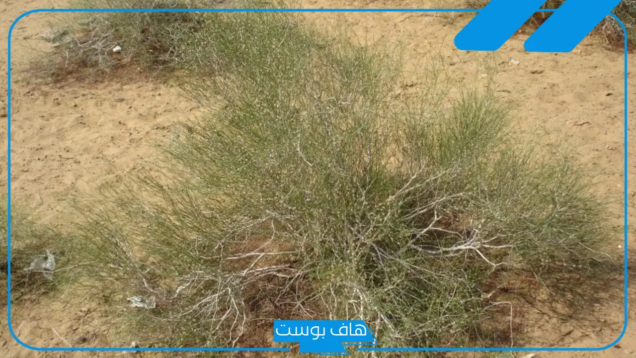 تجربتي مع الارطا للتضييق.. طريقة استخدام عشبة الارطا لتضييق المهبل