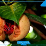 تجربتي مع القورو كاملة.. طريقة استعمال القورو وفوائده للعضو الذكري