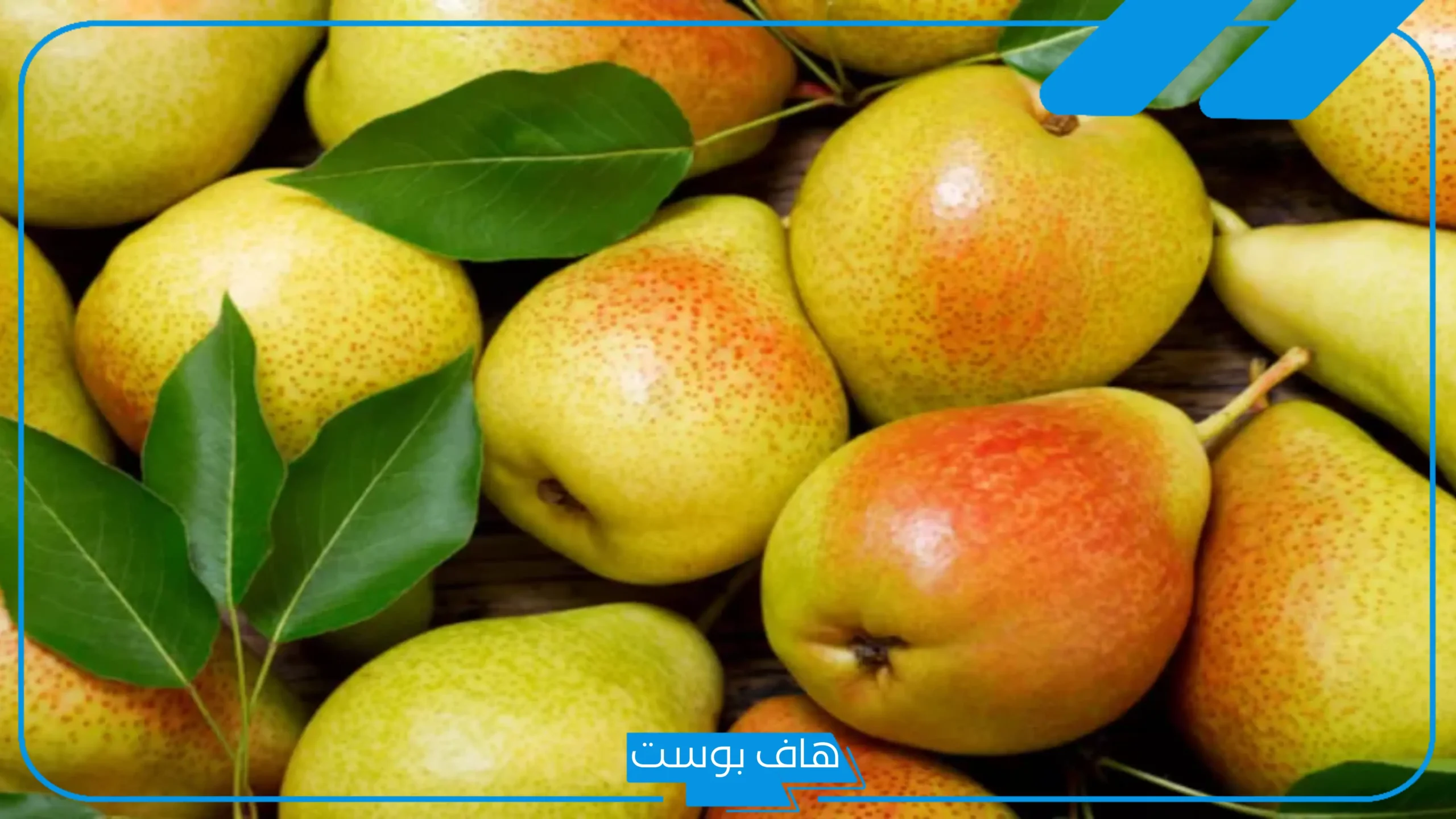 تفسير حلم رؤية الكمثرى في المنام لابن سيرين وقطفها للعزباء والمتزوجة