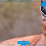 كيف تسلل وما قصته؟ قصة الوشق المصري الذي عبر الحدود وأهان جنود الاحتلال