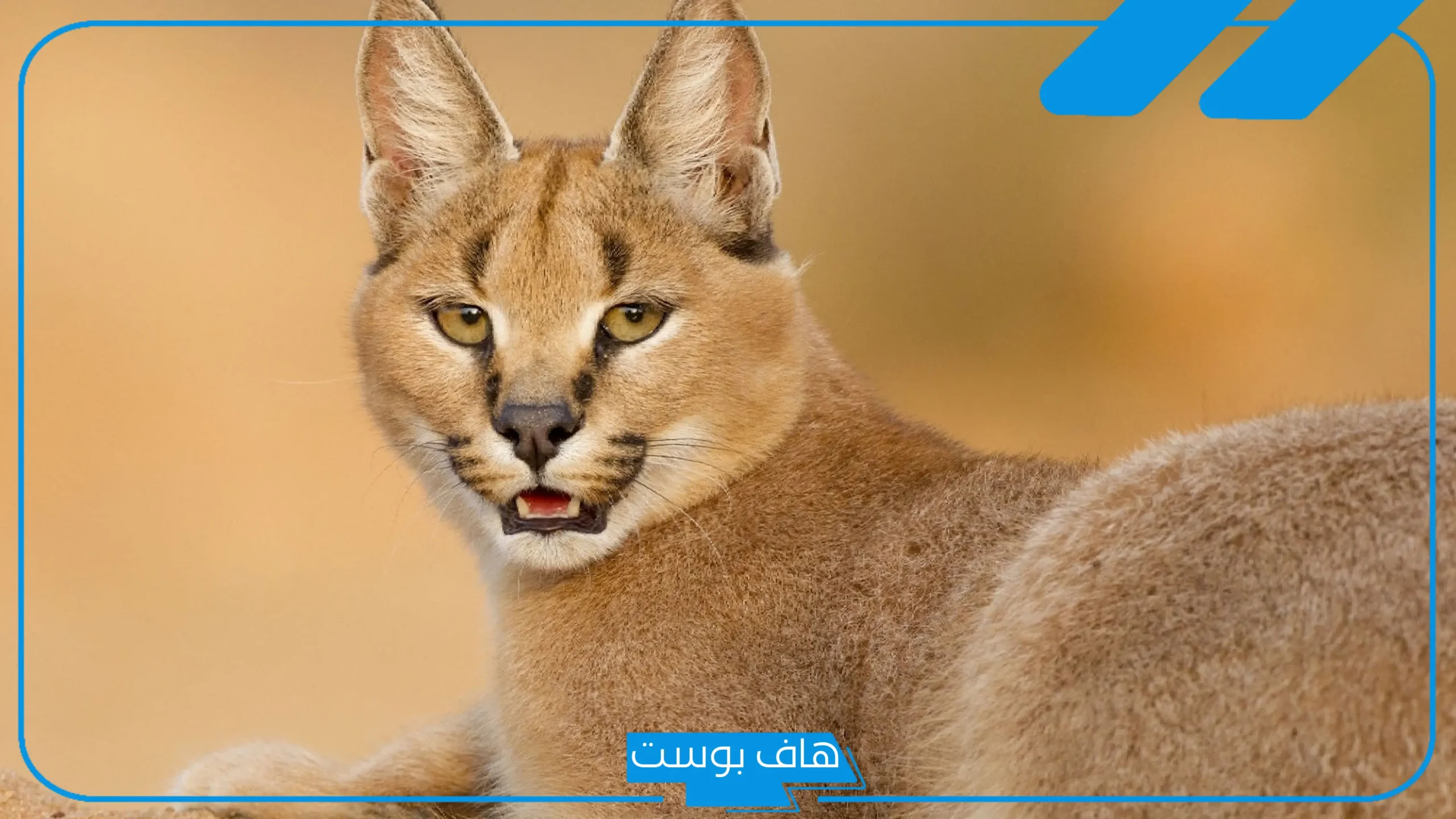 كيف تسلل وما قصته؟ قصة الوشق المصري الذي عبر الحدود وأهان جنود الاحتلال