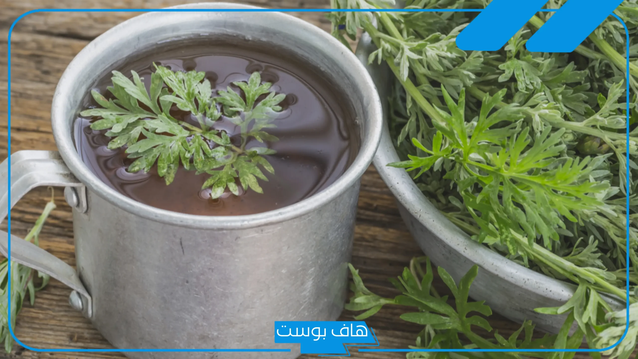 تجربتي مع شرب الشيح لعلاج مشكلات الجهاز الهضمي والقولون